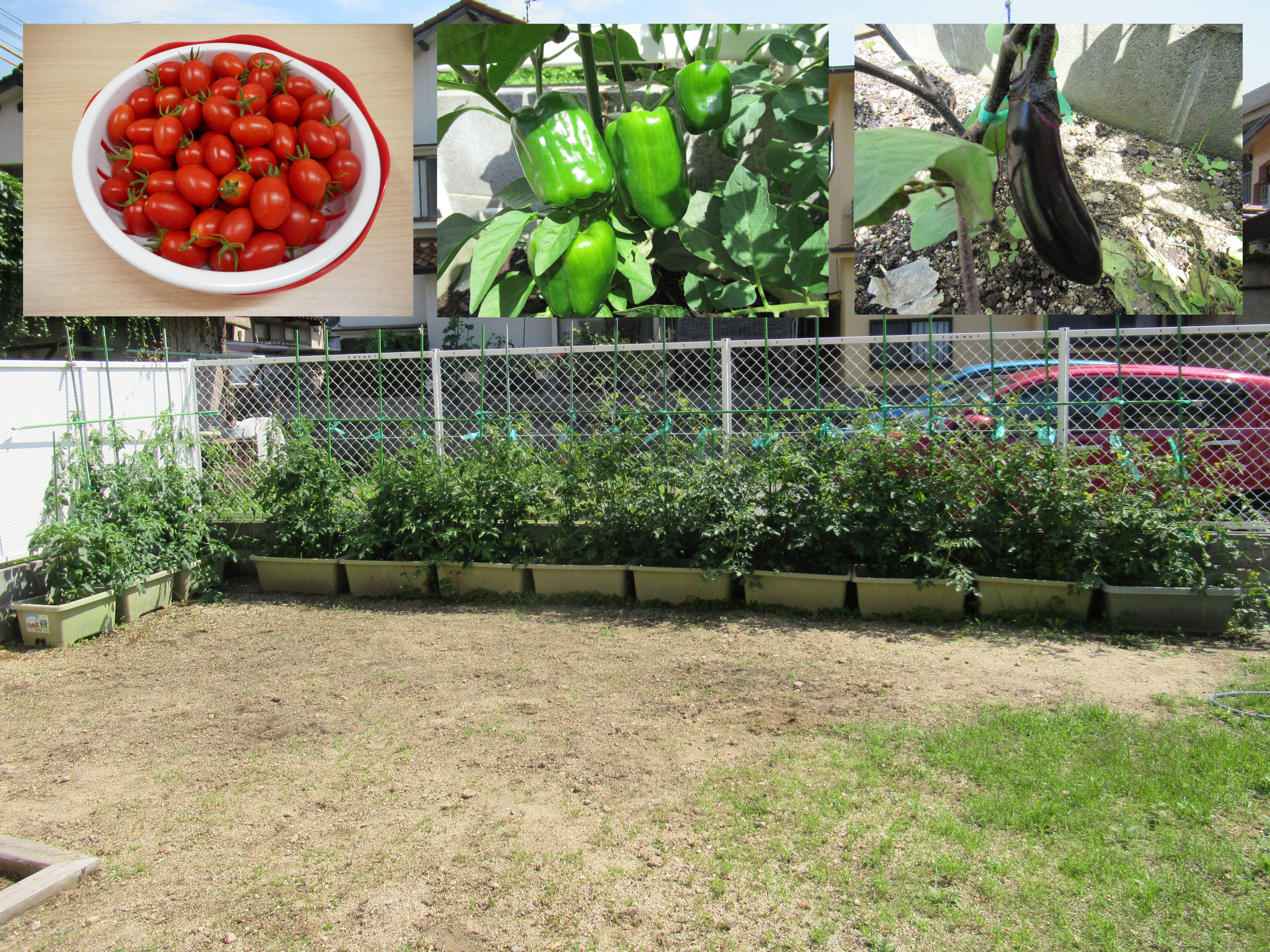 裏庭では、季節のお野菜を作って、食育に使っています。
