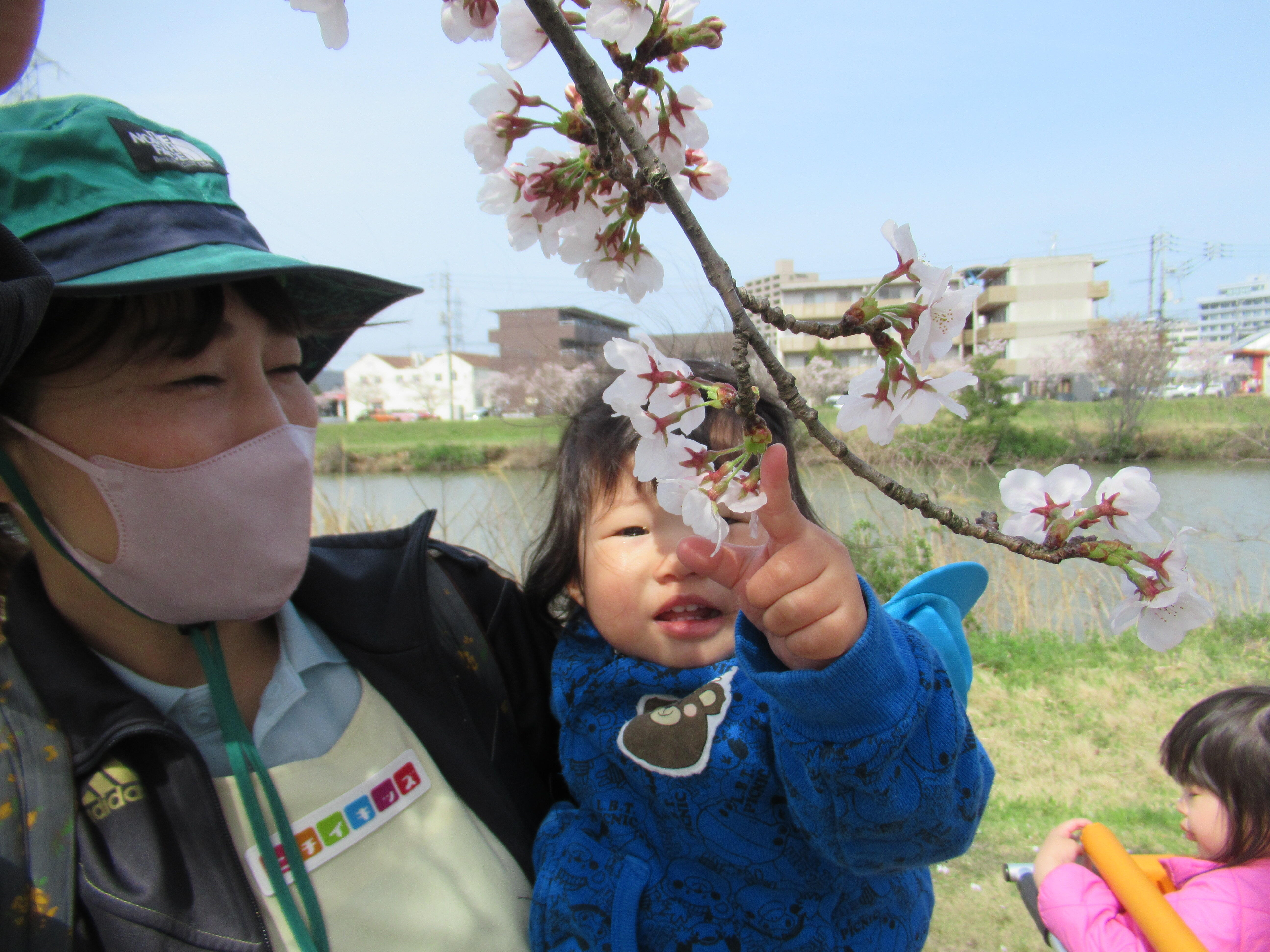 保育者に抱っこされ、近くで桜の花を見てみましたよ。