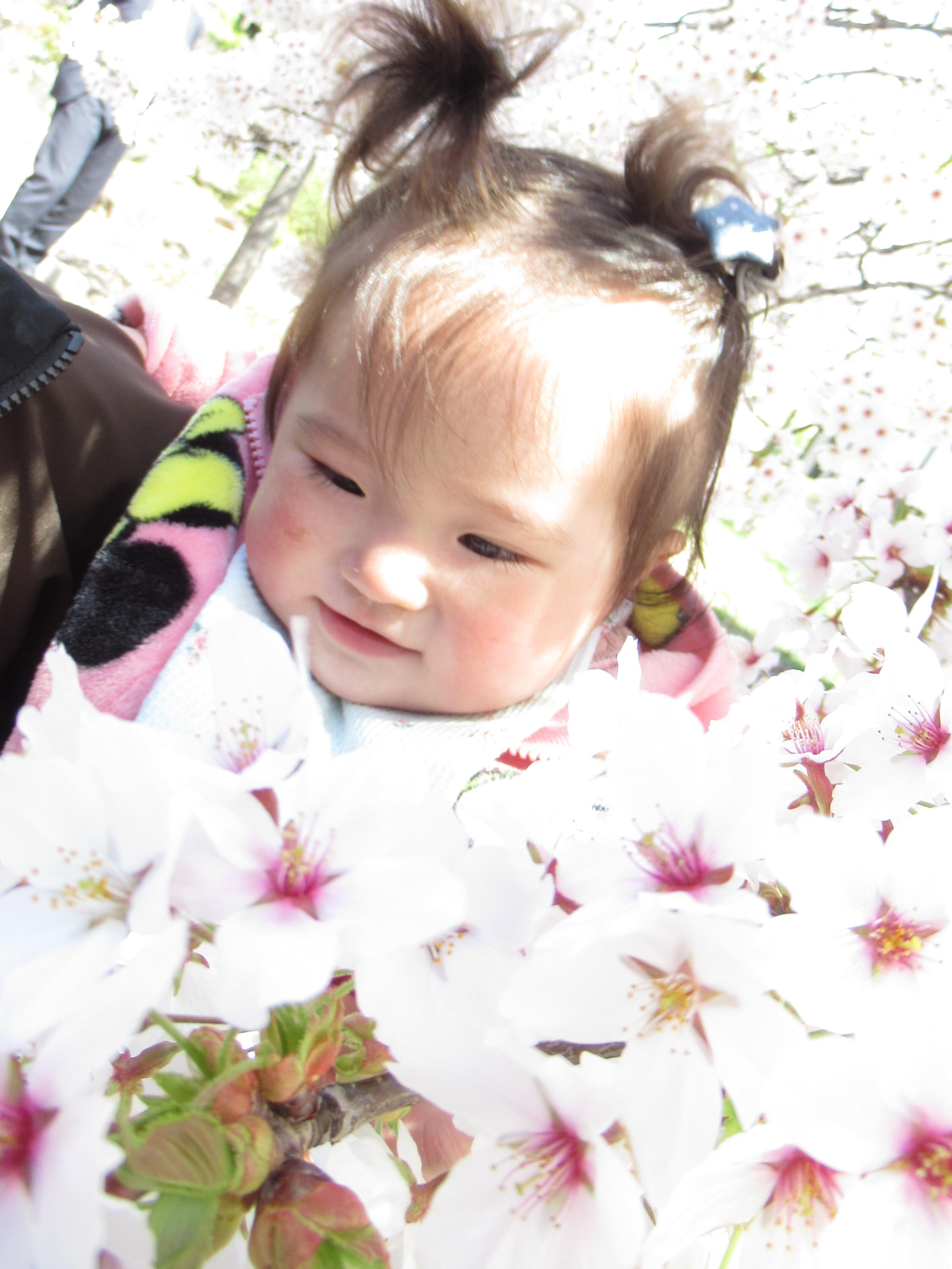 桜のお花見会