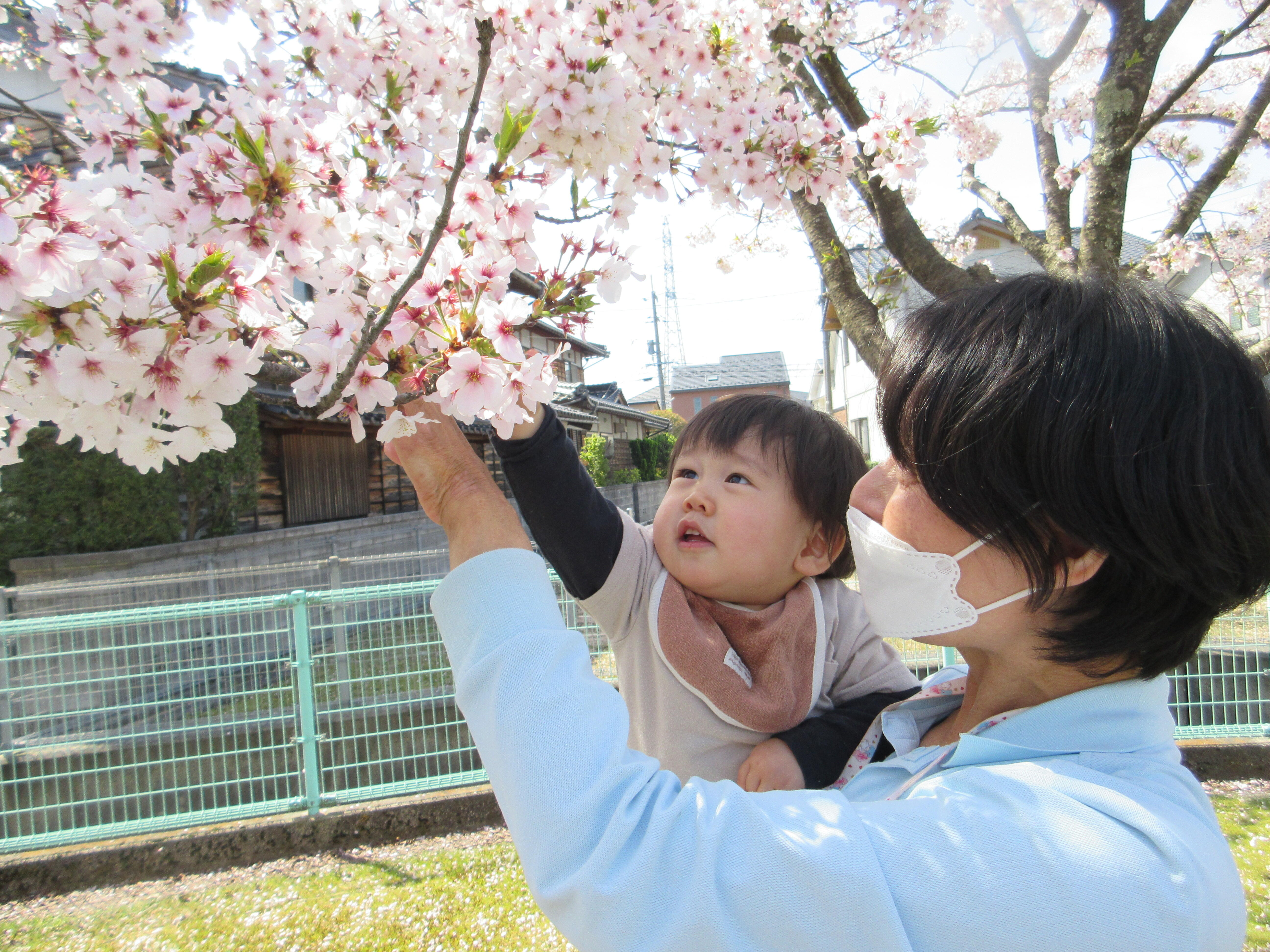 保育者に抱っこしてもらって、桜に手を伸ばすあひる組Ｈくん。いい笑顔♪