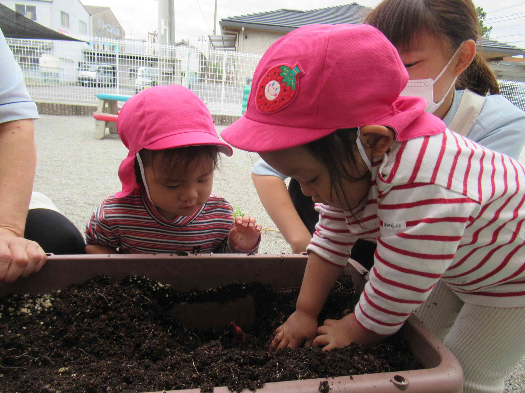 あい北のさつま芋掘り名人登場☆職人技のように丁寧に土のお布団の中からさつま芋を掘って収穫できるんです！！