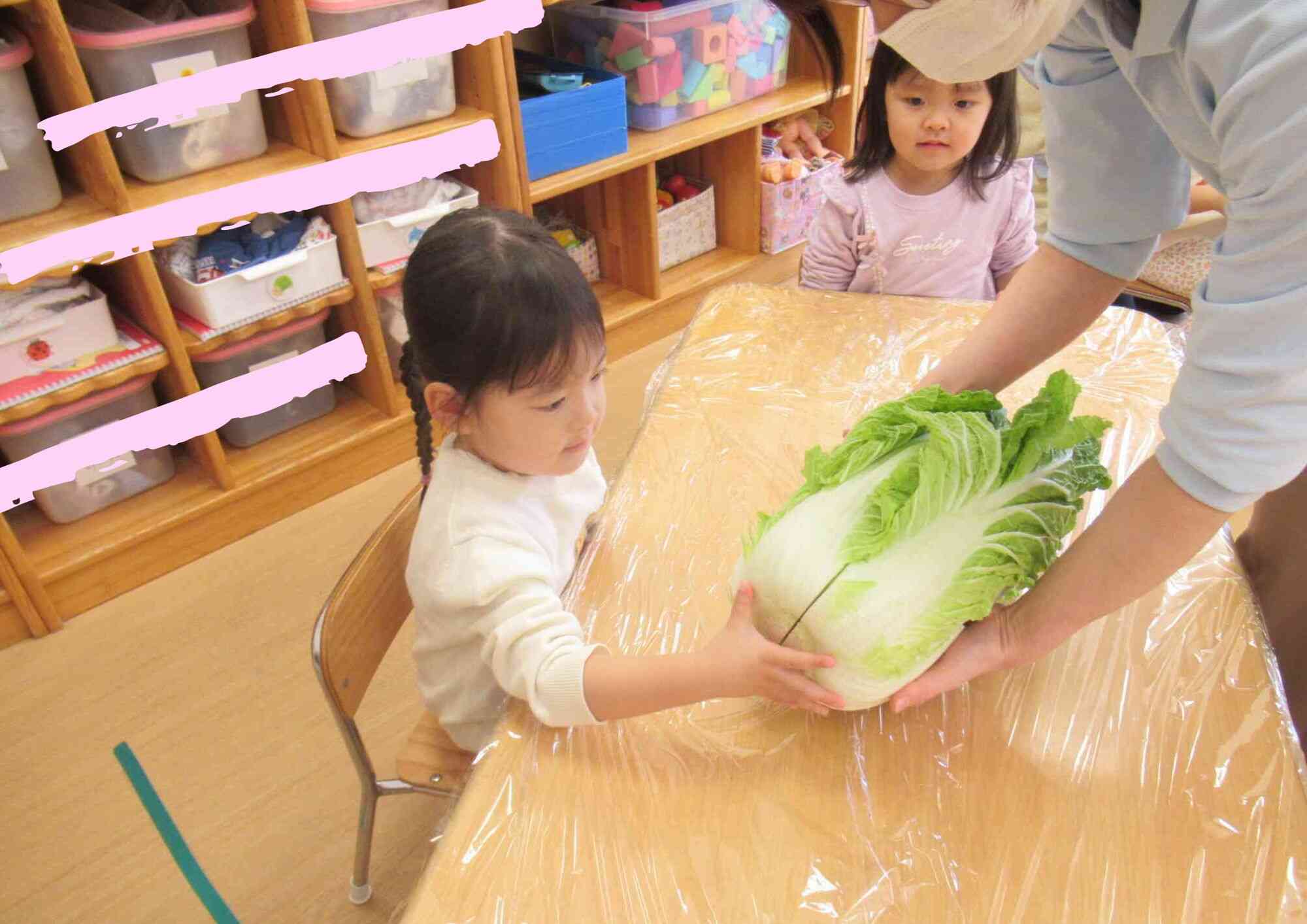 大きな白菜をさわってみよう！