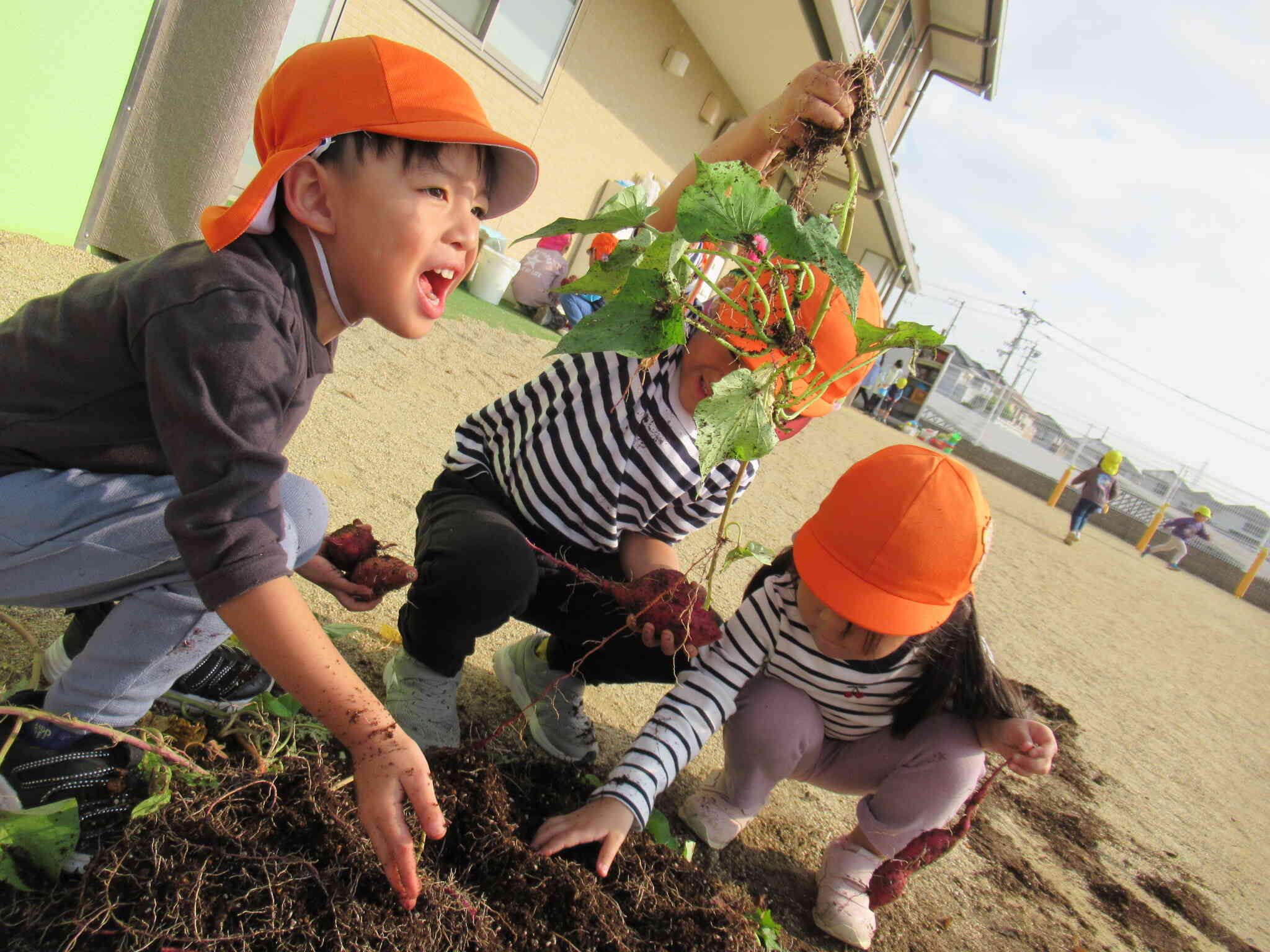 うわぁ～っ！こぉ～んなに大きなお芋！ねぇねぇ、みてみて！いっぱいあるよ！春先から育てたサツマイモ、みんなで収穫しました。