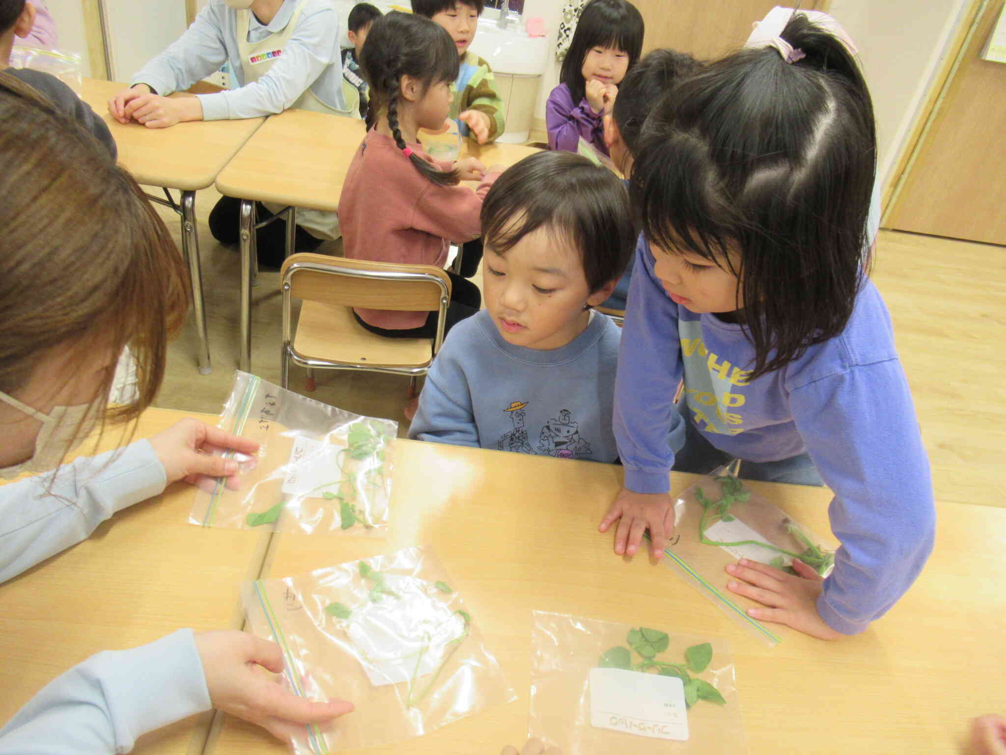 この二つの葉っぱ、少し似ているよ。でも名前が違うんだって。先生と一緒に触ってみました。