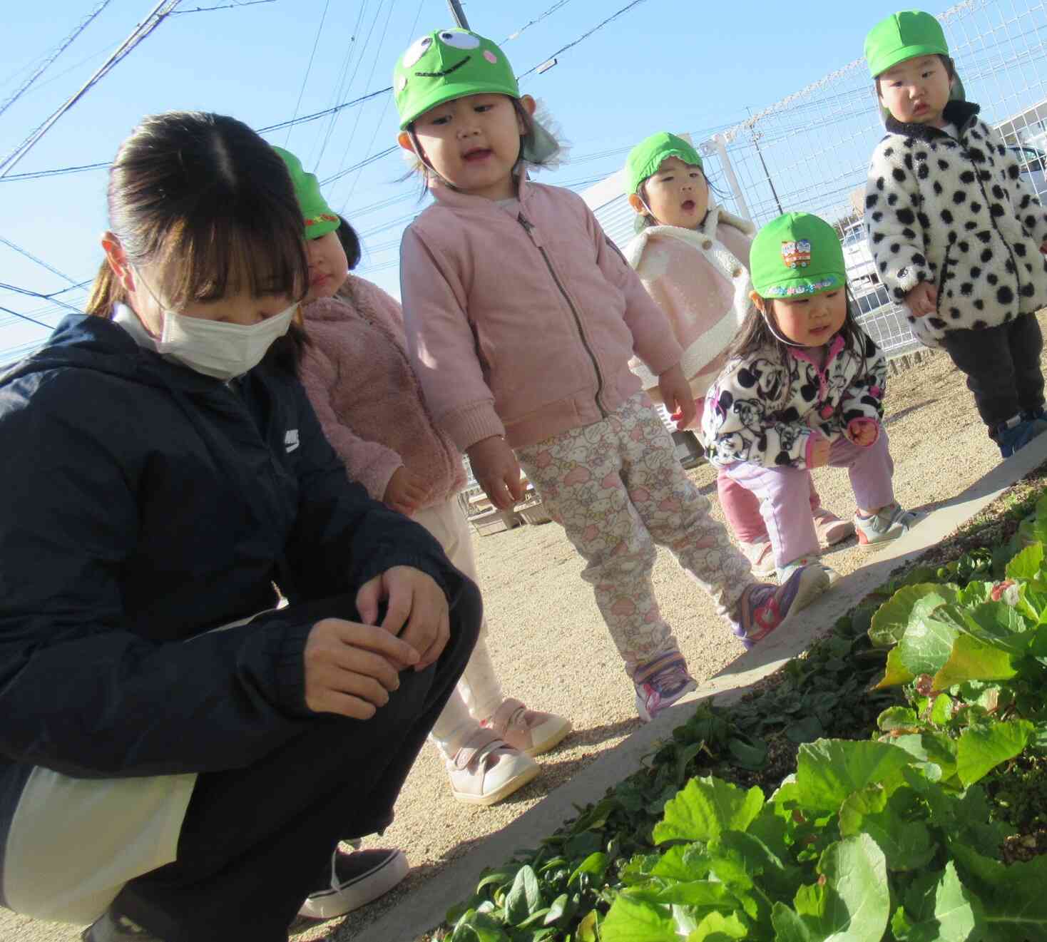 保育園の畑にはお野菜がたくさん育っています。「これはほうれん草だよ。」「おいしそ～♡」毎日大きいクラスのお友だちが水をあげています。かぶの葉っぱも大きくなってきたね！