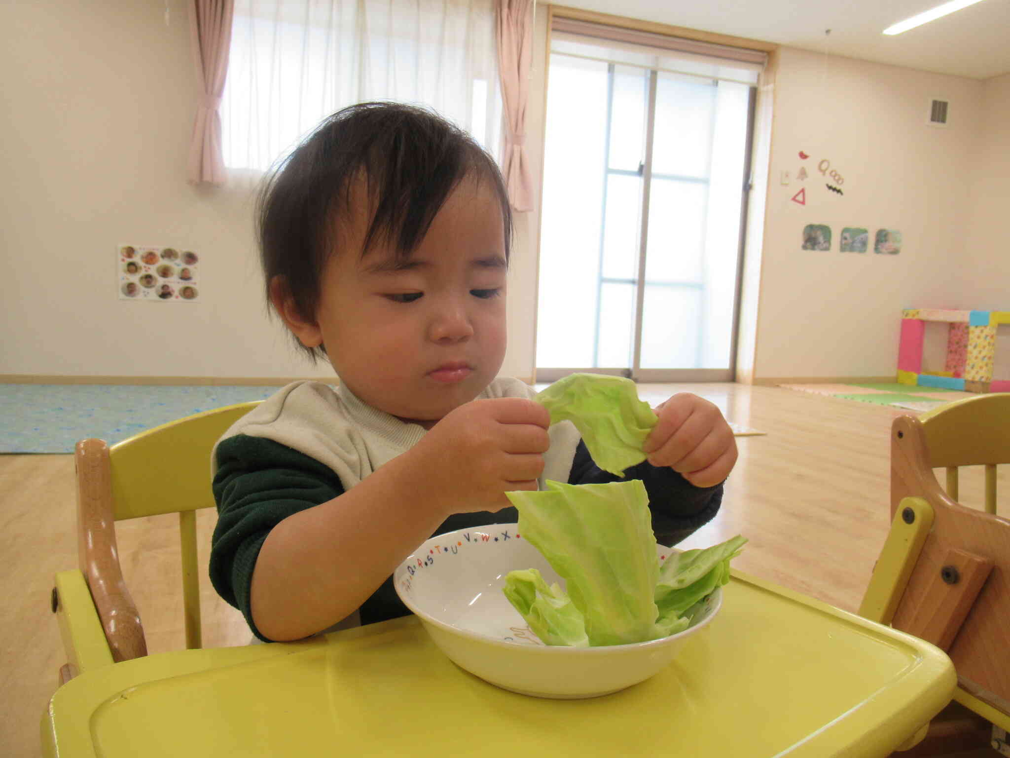 ひよこ組さん、キャベツに興味津々。さわってみよう、ちぎってみよう~食べられるかなぁ。。う～ん、葉っぱのにおいがする～。(食育）