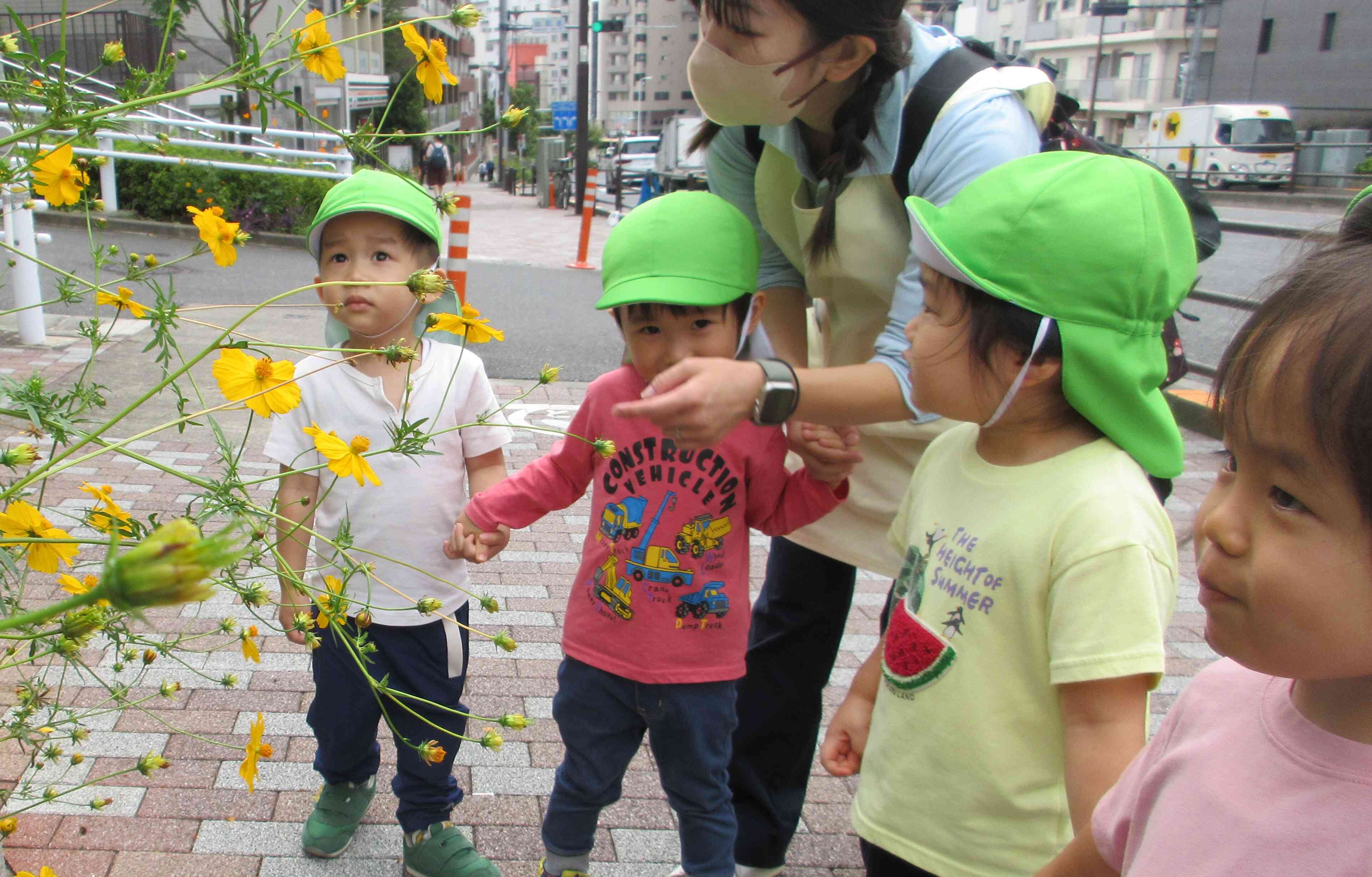 黄色いコスモスきれいだな　2歳児