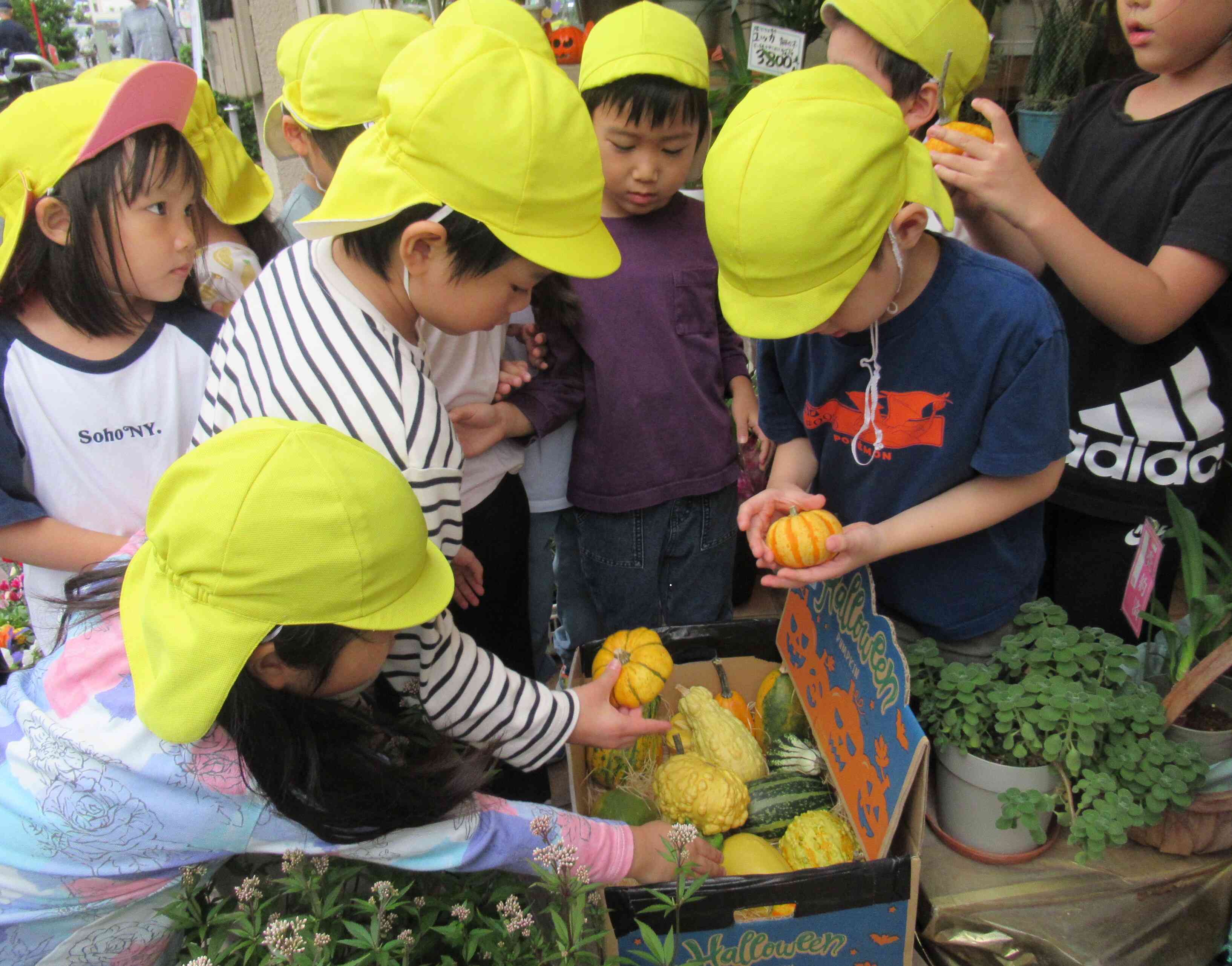 ハロウィンのかぼちゃをお花屋さんに選びに来ました。5歳児。