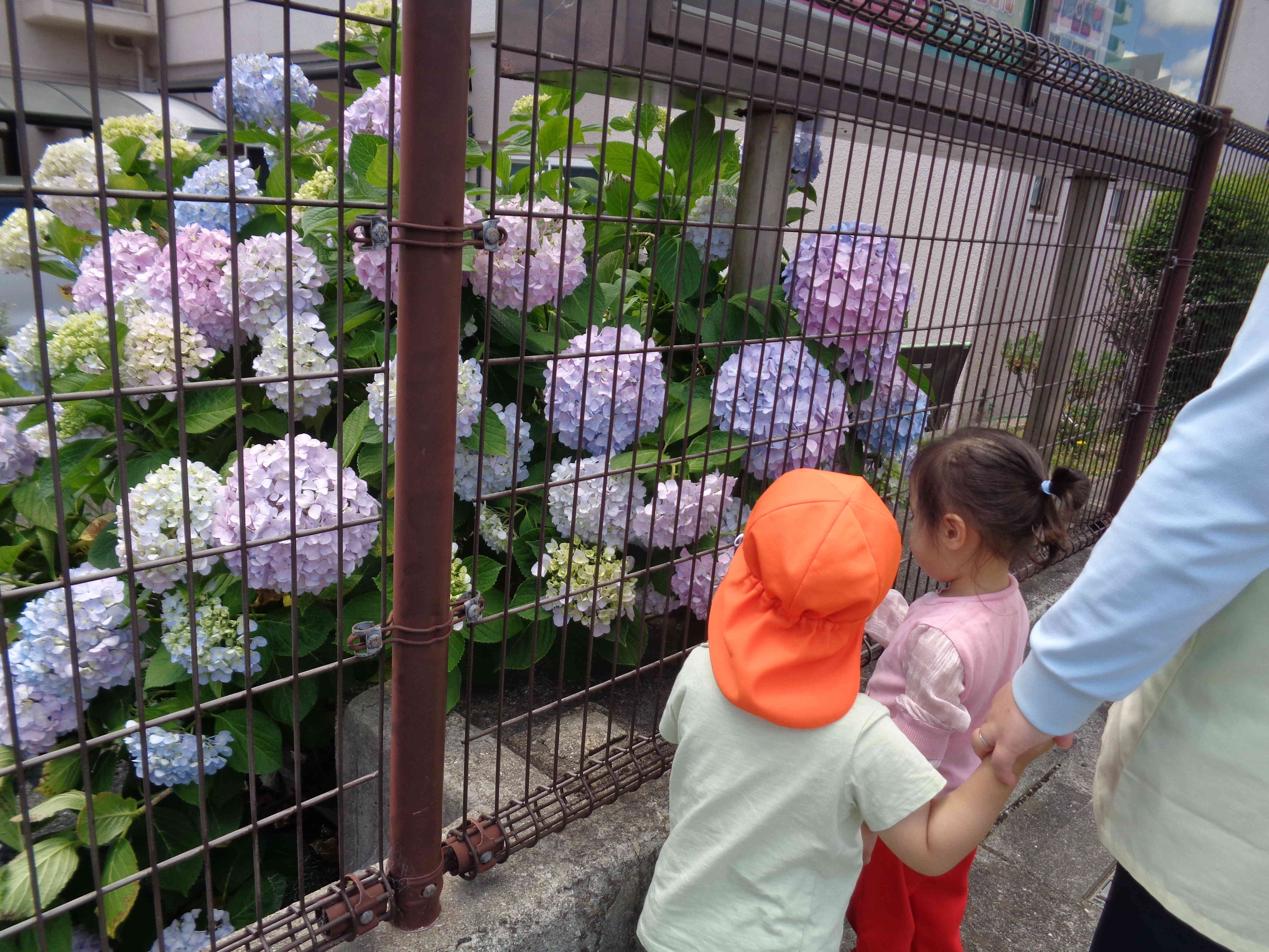 あじさいの花が咲いています！