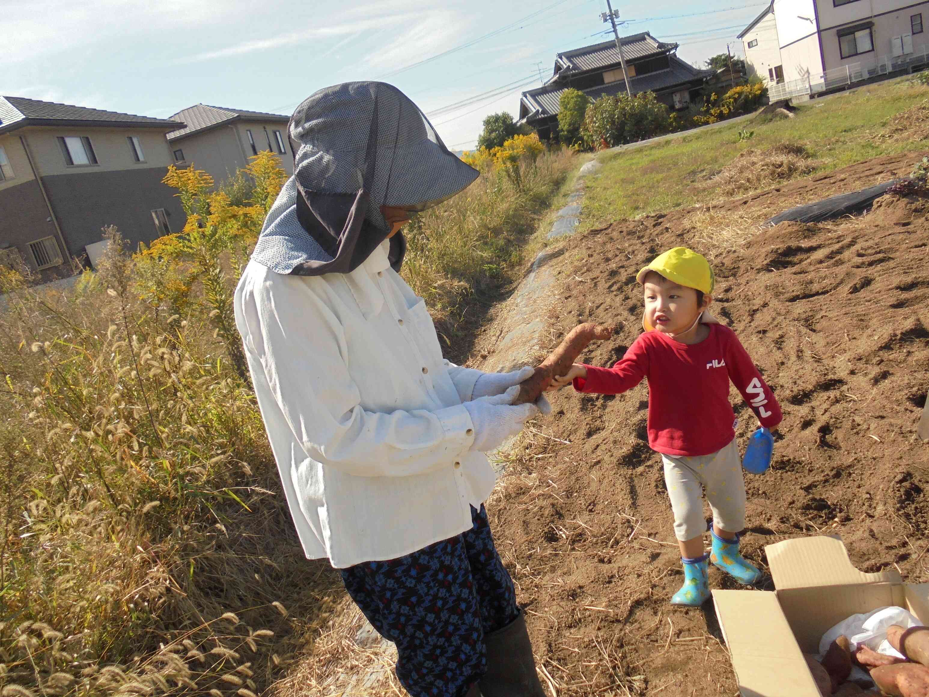 「みてみてー」大きなお芋が掘れたことを報告！