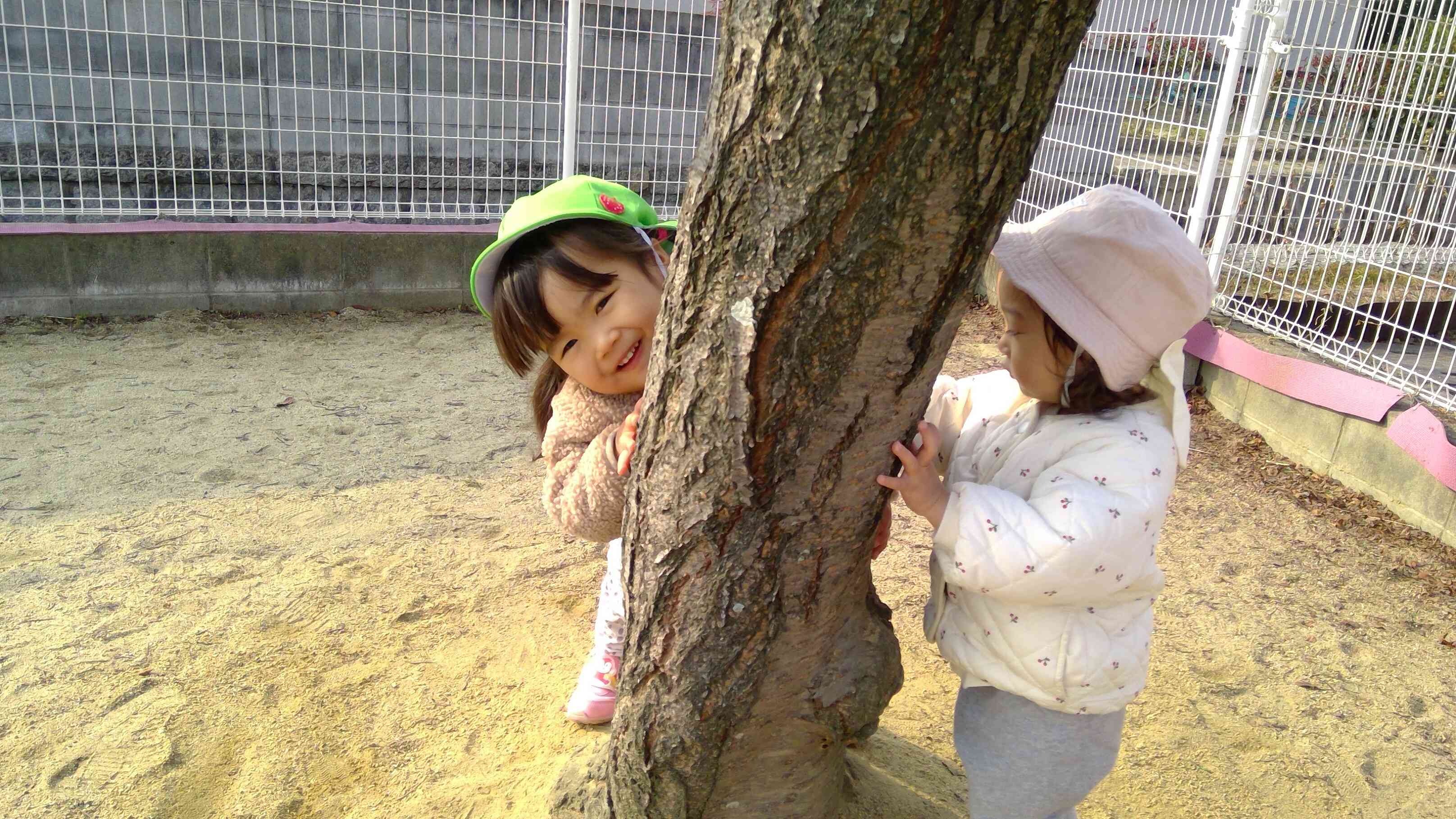 桜の木の後ろから可愛い「いないいないばあ～♪」