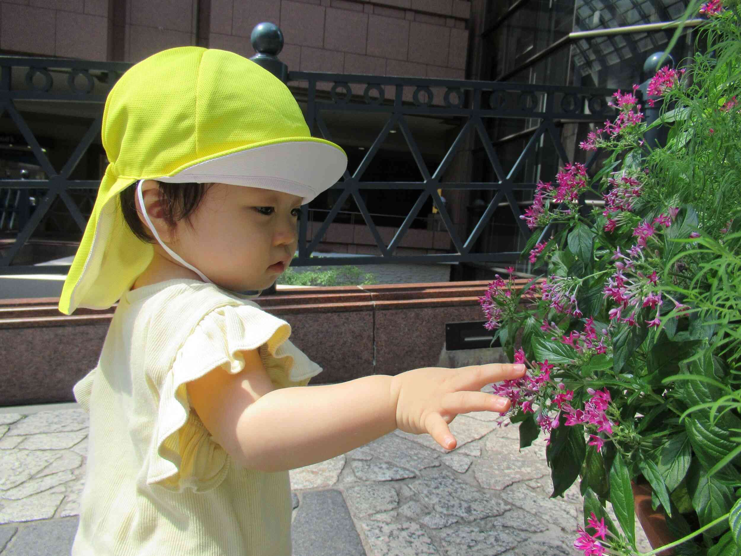 お散歩中　秋のお花きれいだよ