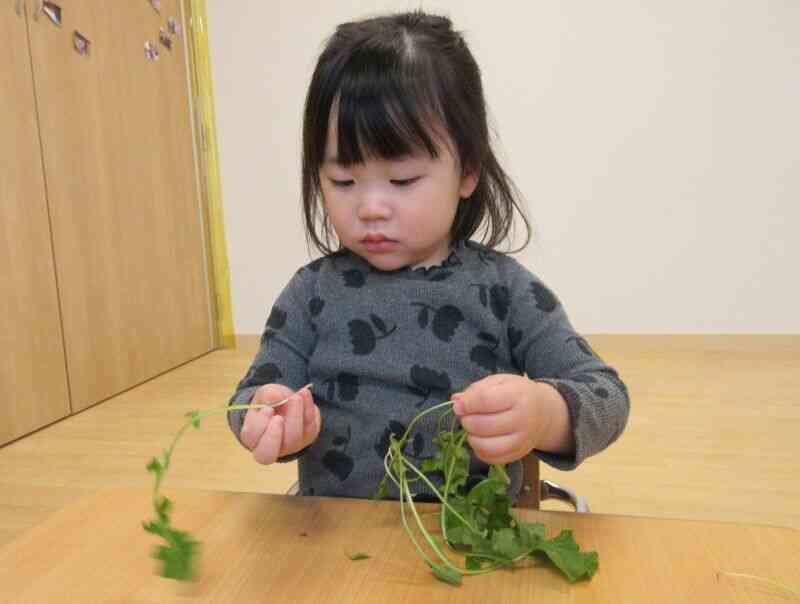 これも食べられるのかな？