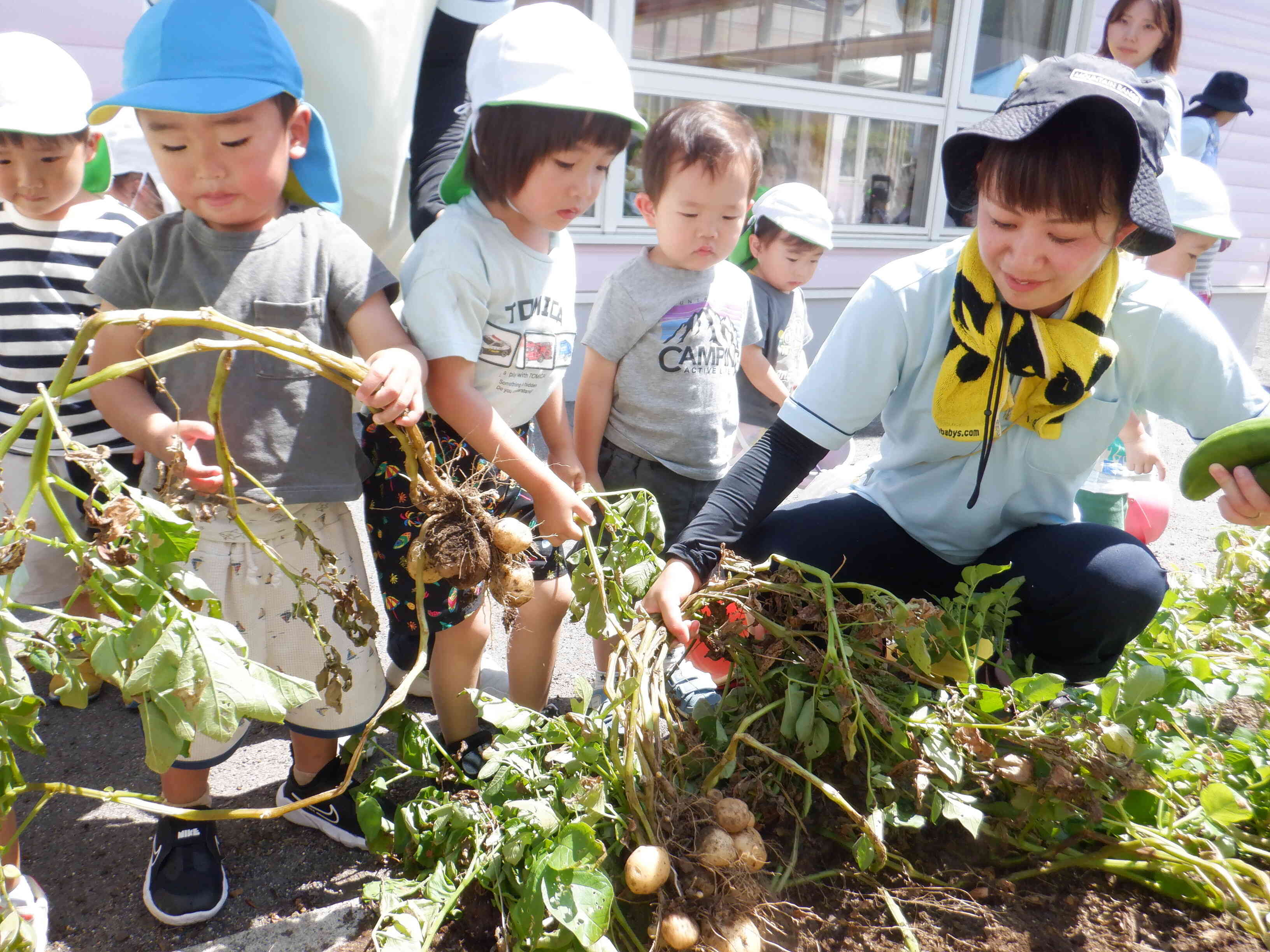 食育　野菜の収穫