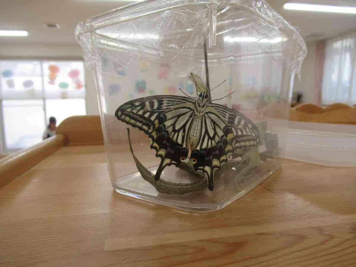 ３匹目のアゲハ蝶。旅立ちの日でした。今までお世話してくれてありがとう！
