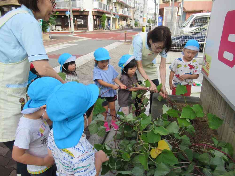 毎月食育活動を行っています！みんなで育てたお芋、たくさんとれたよ！