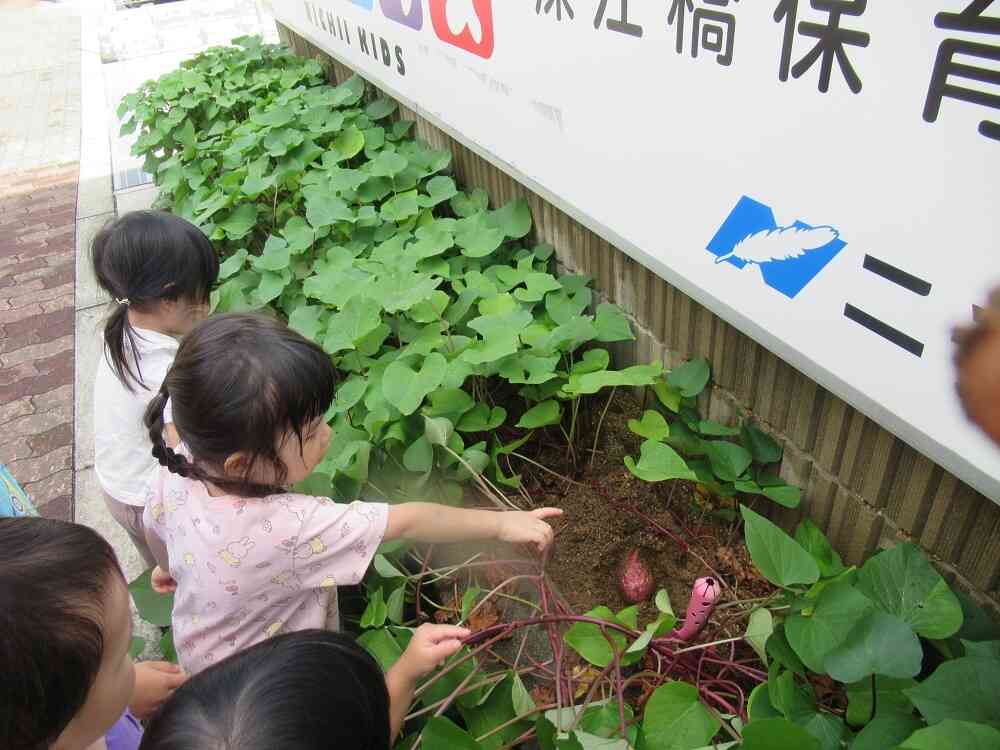 毎年園でお芋ほりをしていますよ！