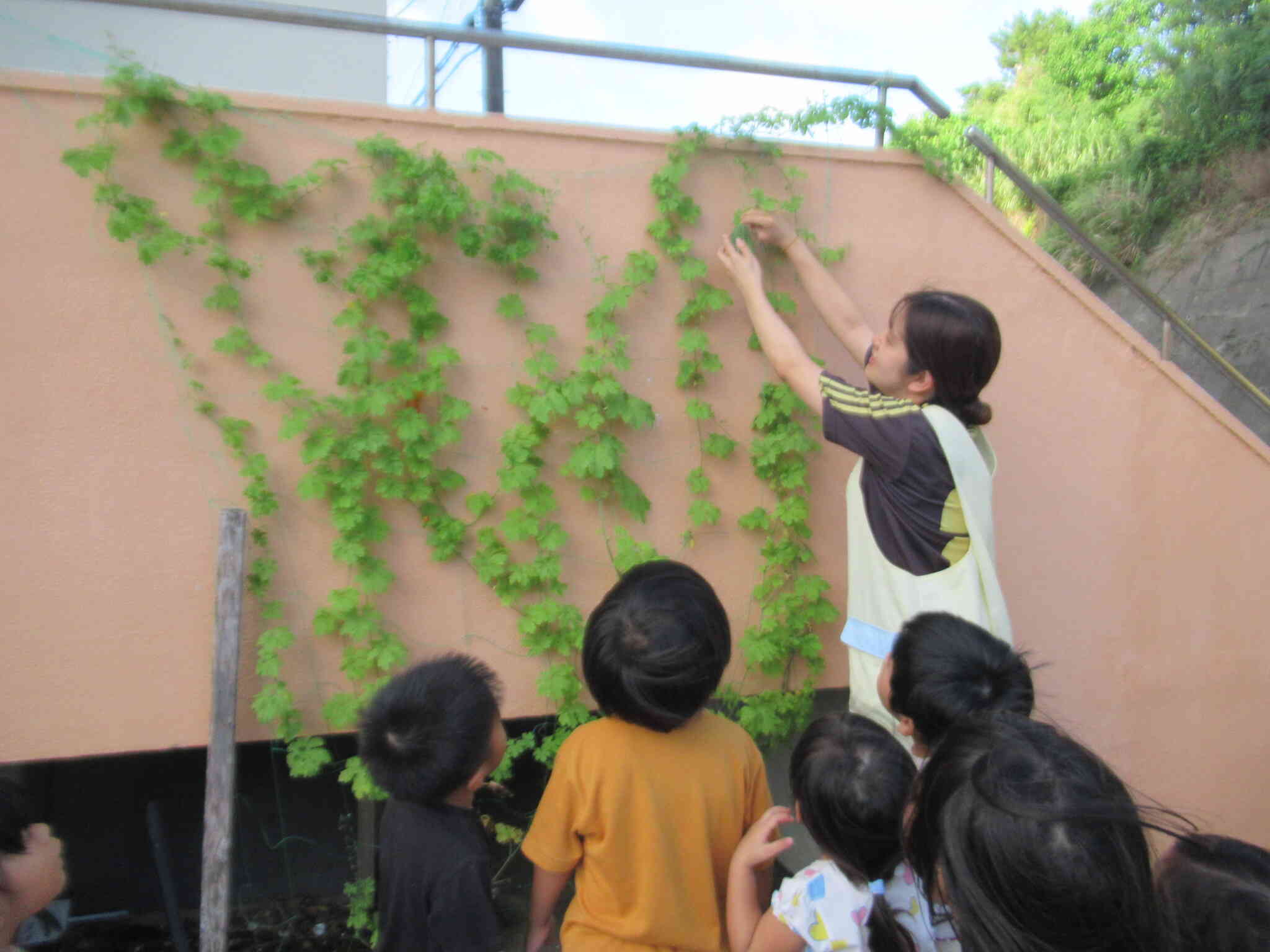 夏野菜の収穫