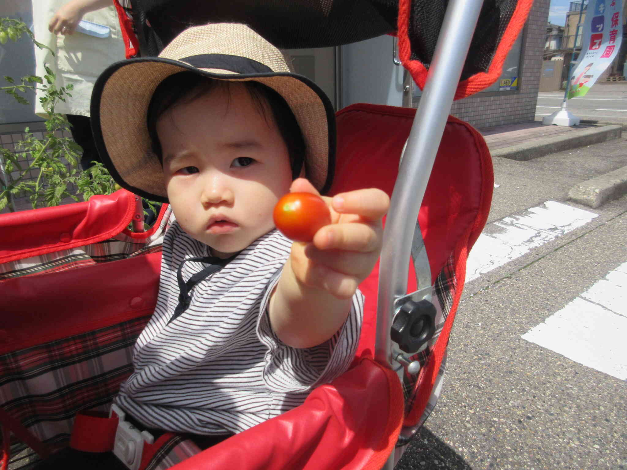 食育の日「夏野菜の収穫とピザ作り」