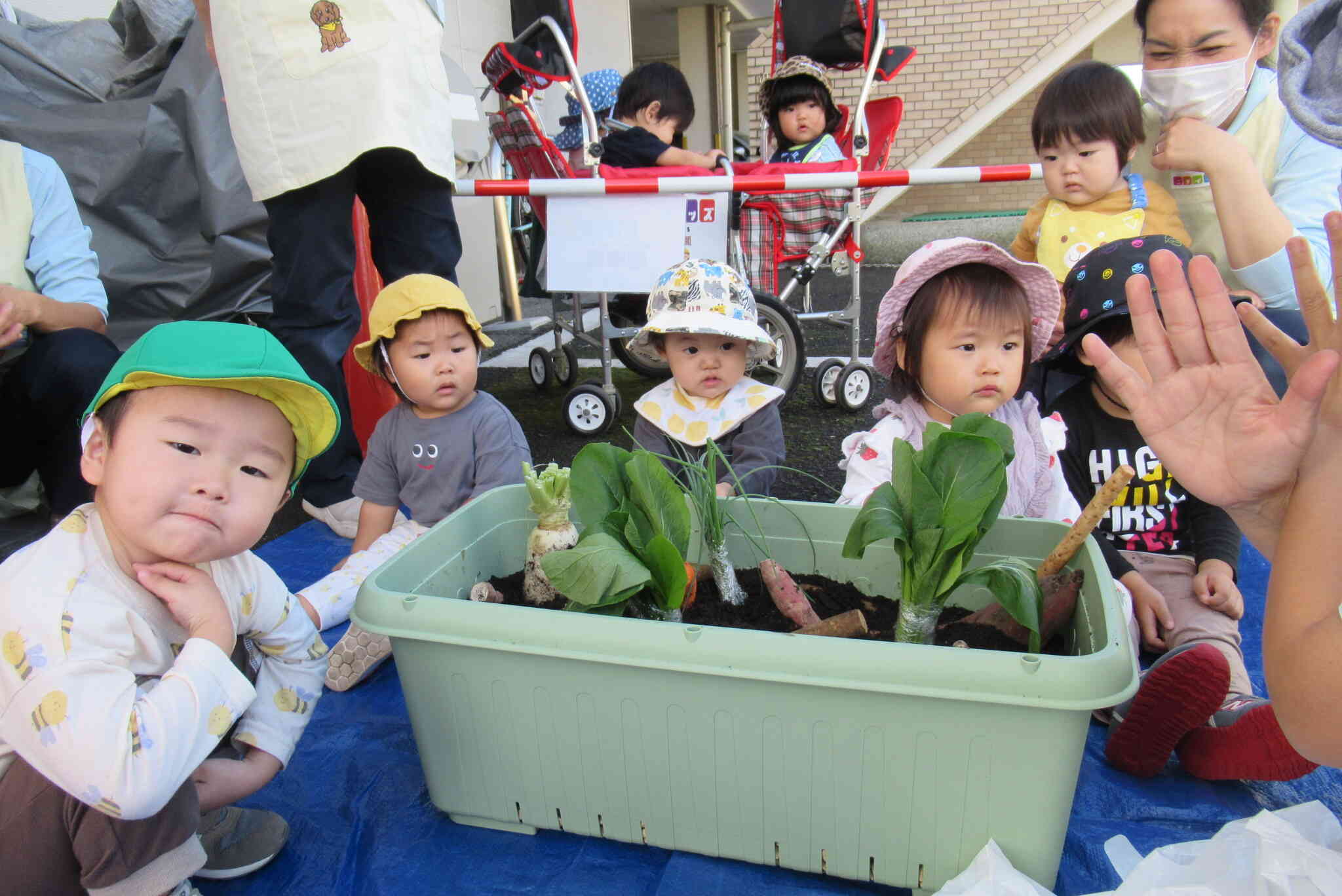 やったーお芋掘りだー！