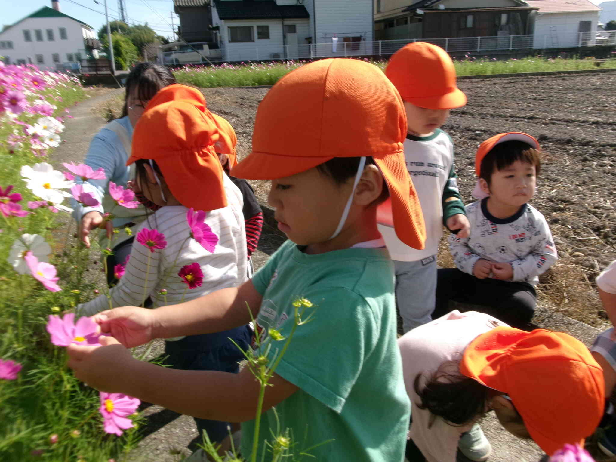 コスモスを優しく触ってみたよ♪