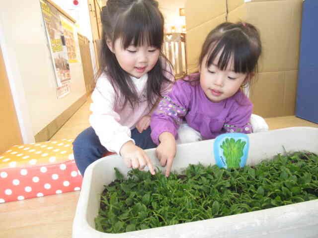 ほうれん草の間引き（1歳児）