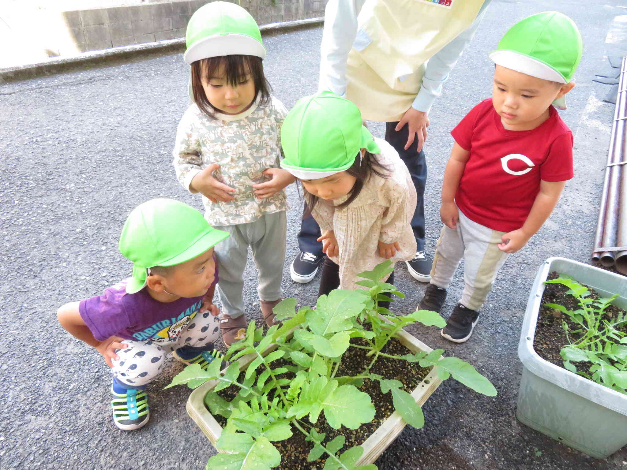 大根を育てよう