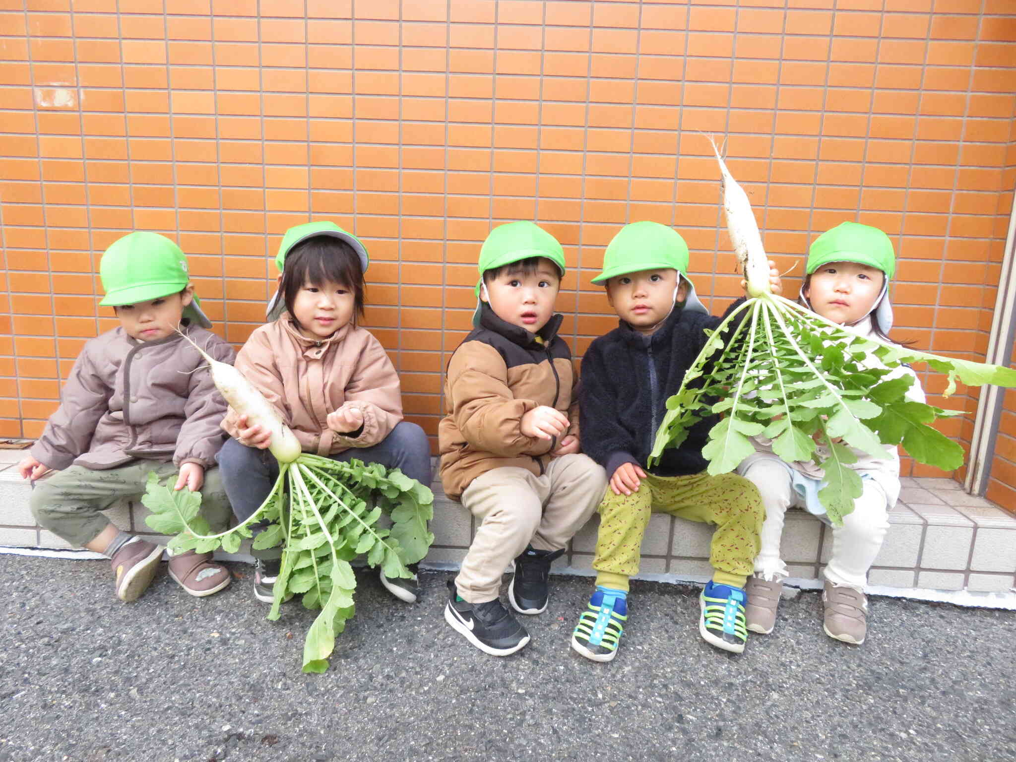 大根の収穫