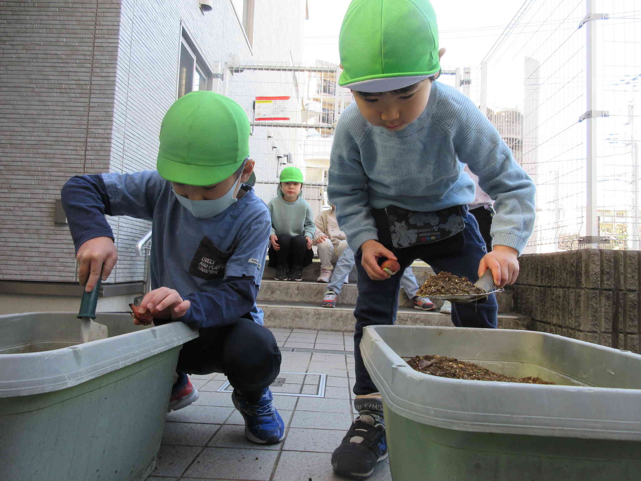 皆でチューリップの球根を植えました