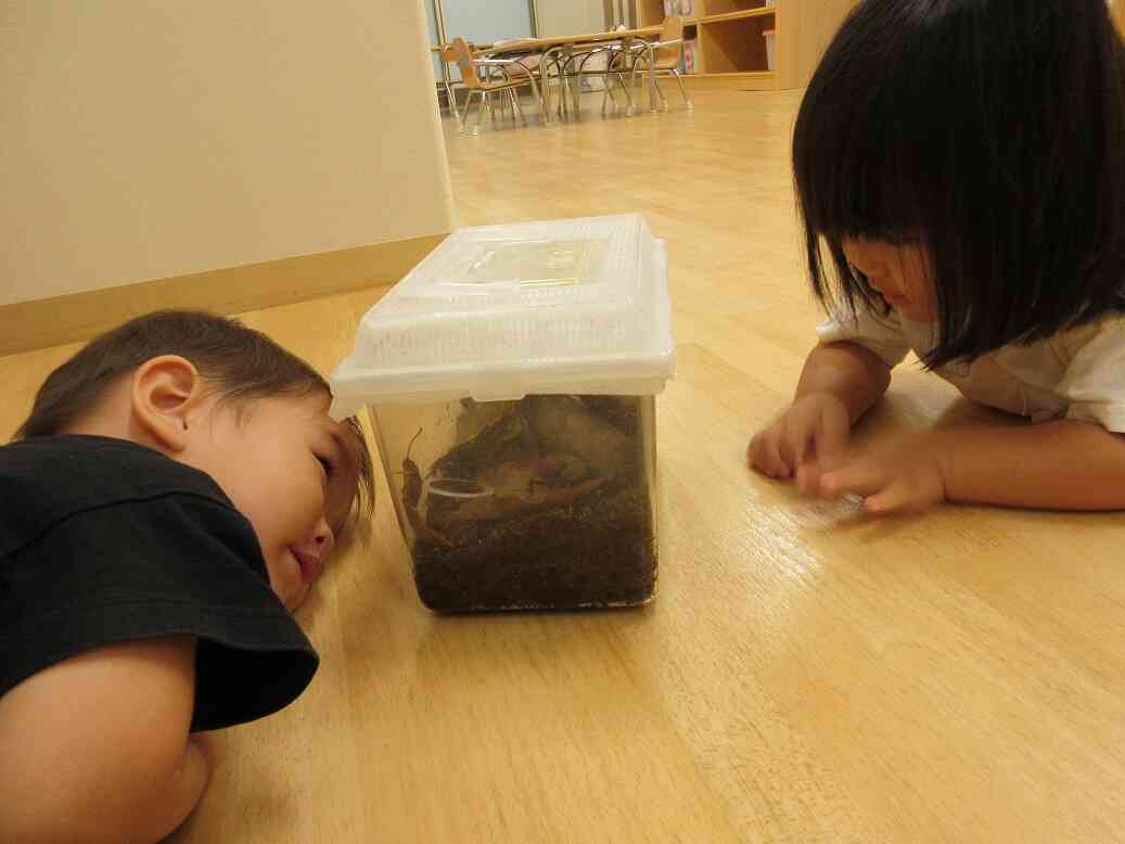 朝の観察タイム