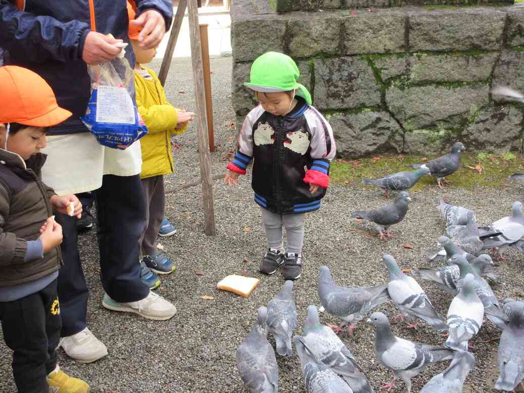 ハトさんの勢いにビックリ