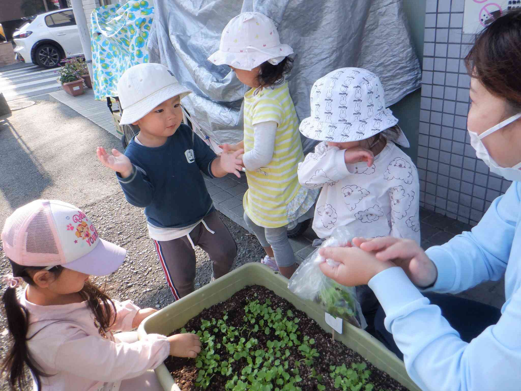 間引きがとても楽しかったようです。