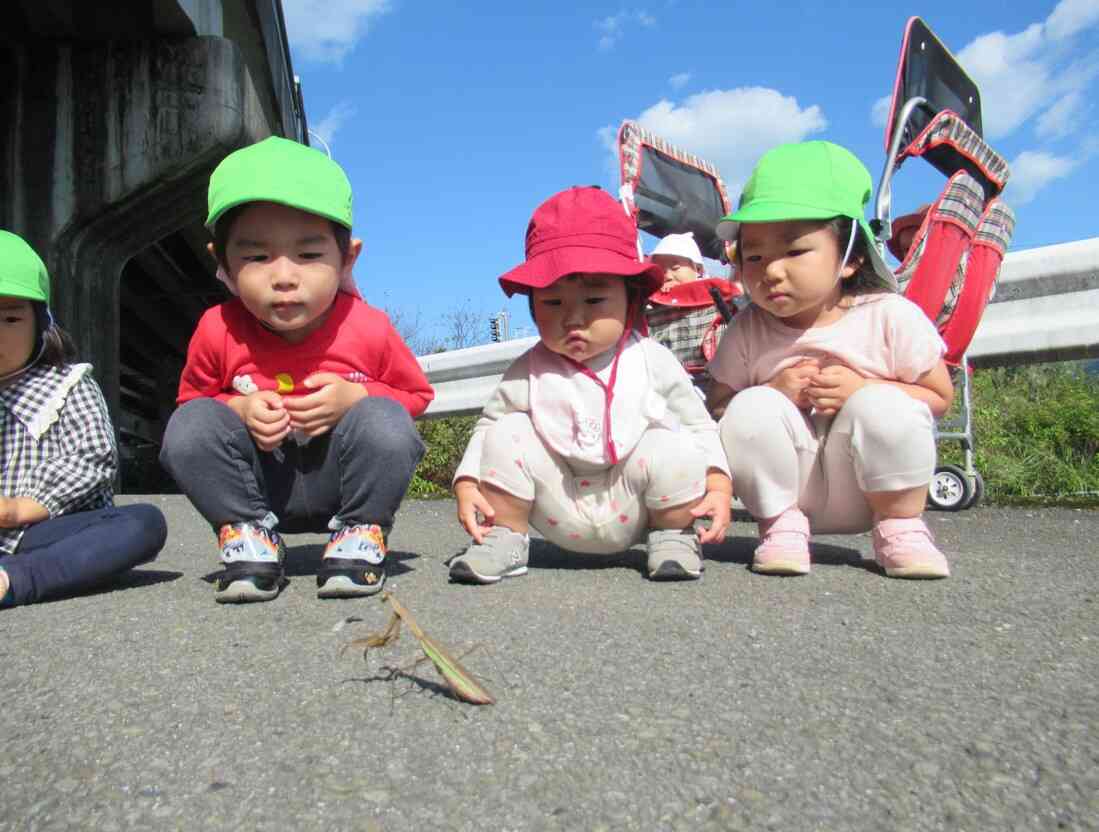 『カマキリさん。こんにちは』ちょっと大きいので遠くからみんなで観察しています。