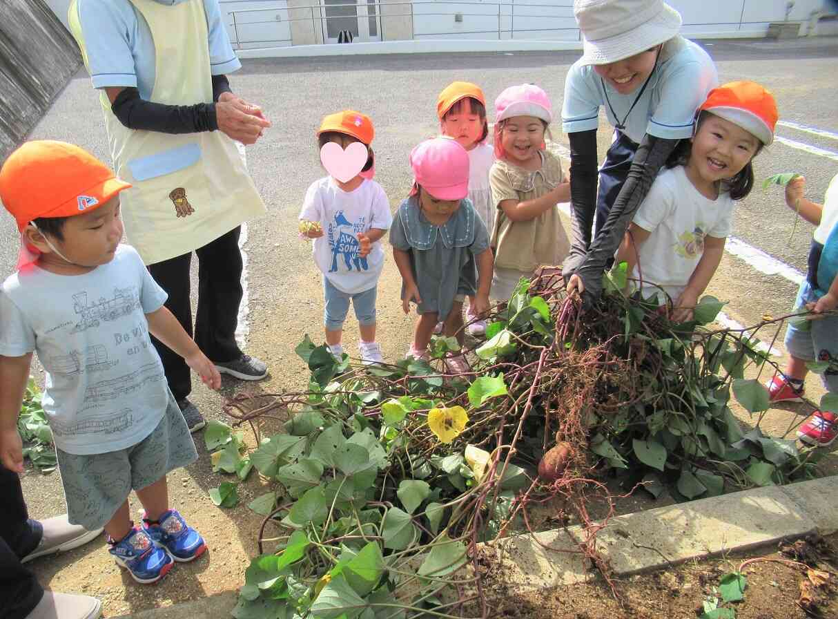 さつまいもの収穫