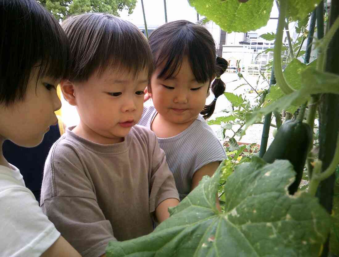 夏野菜の収穫（2歳児）