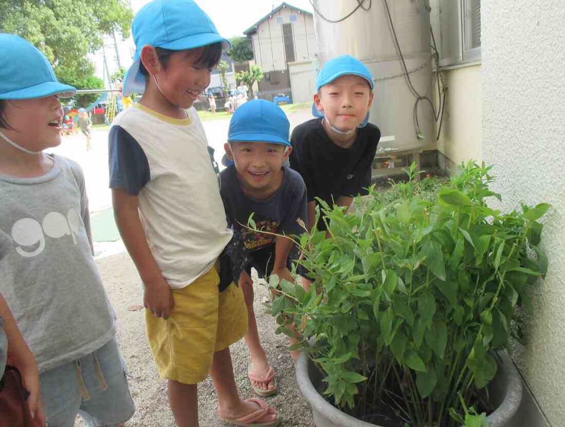 ききょうの花（5歳児）