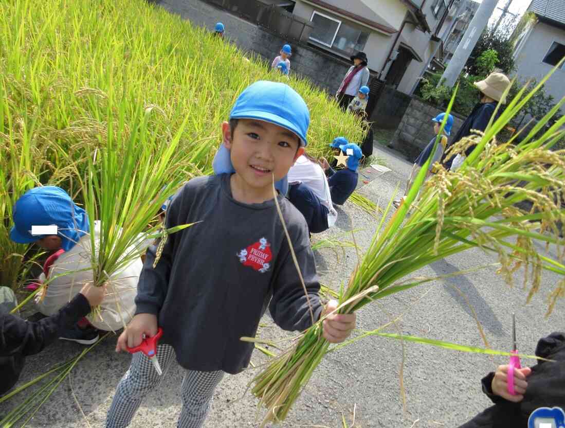 稲刈り（5歳児）