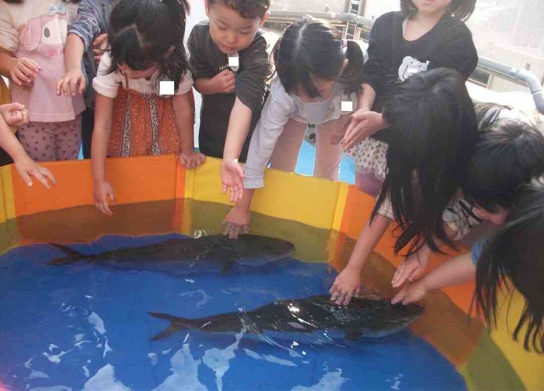 泳ぐ魚に興味深々