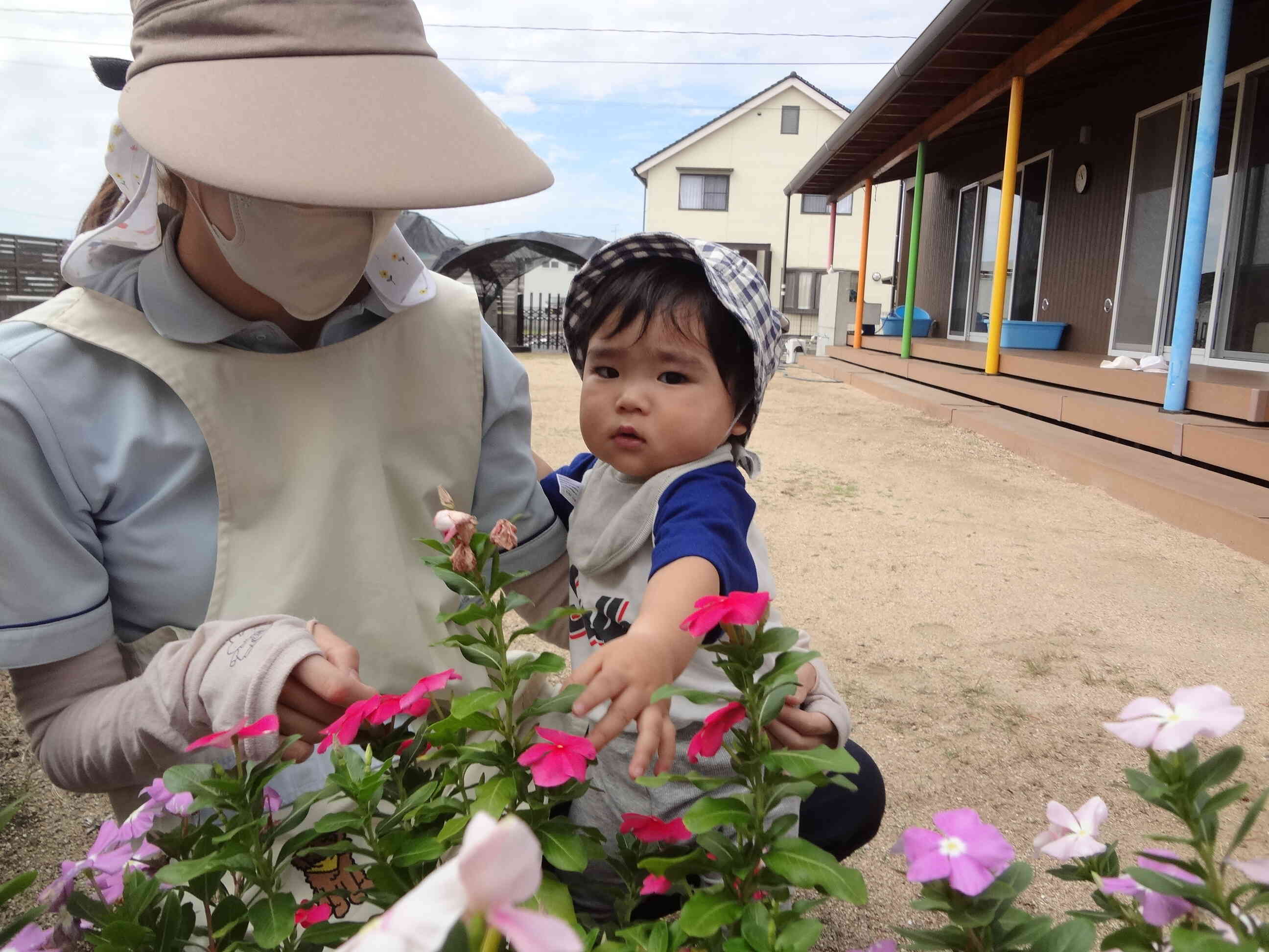 園庭でお花も見つけたよ！