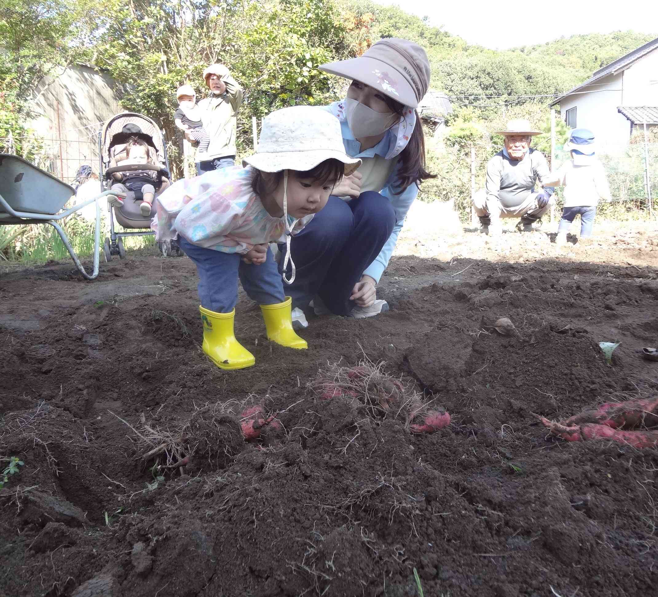 お芋掘りでは土の中からでてくるさつまいもにびっくり！