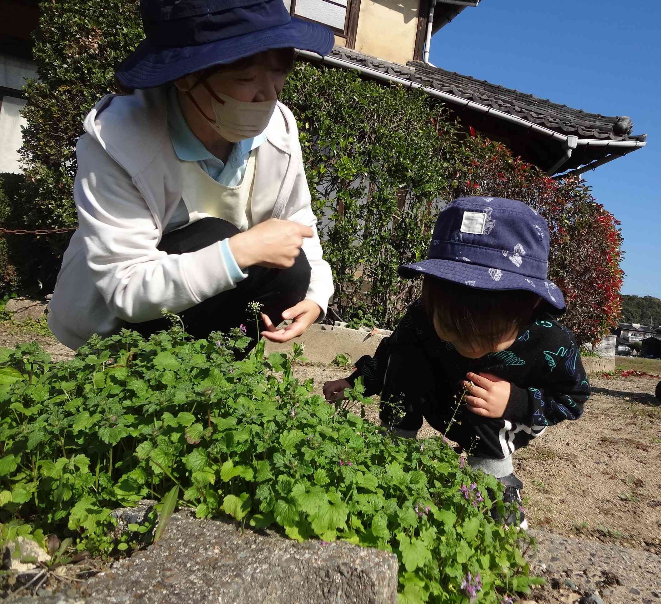 ぺんぺん草をみつけたよ！