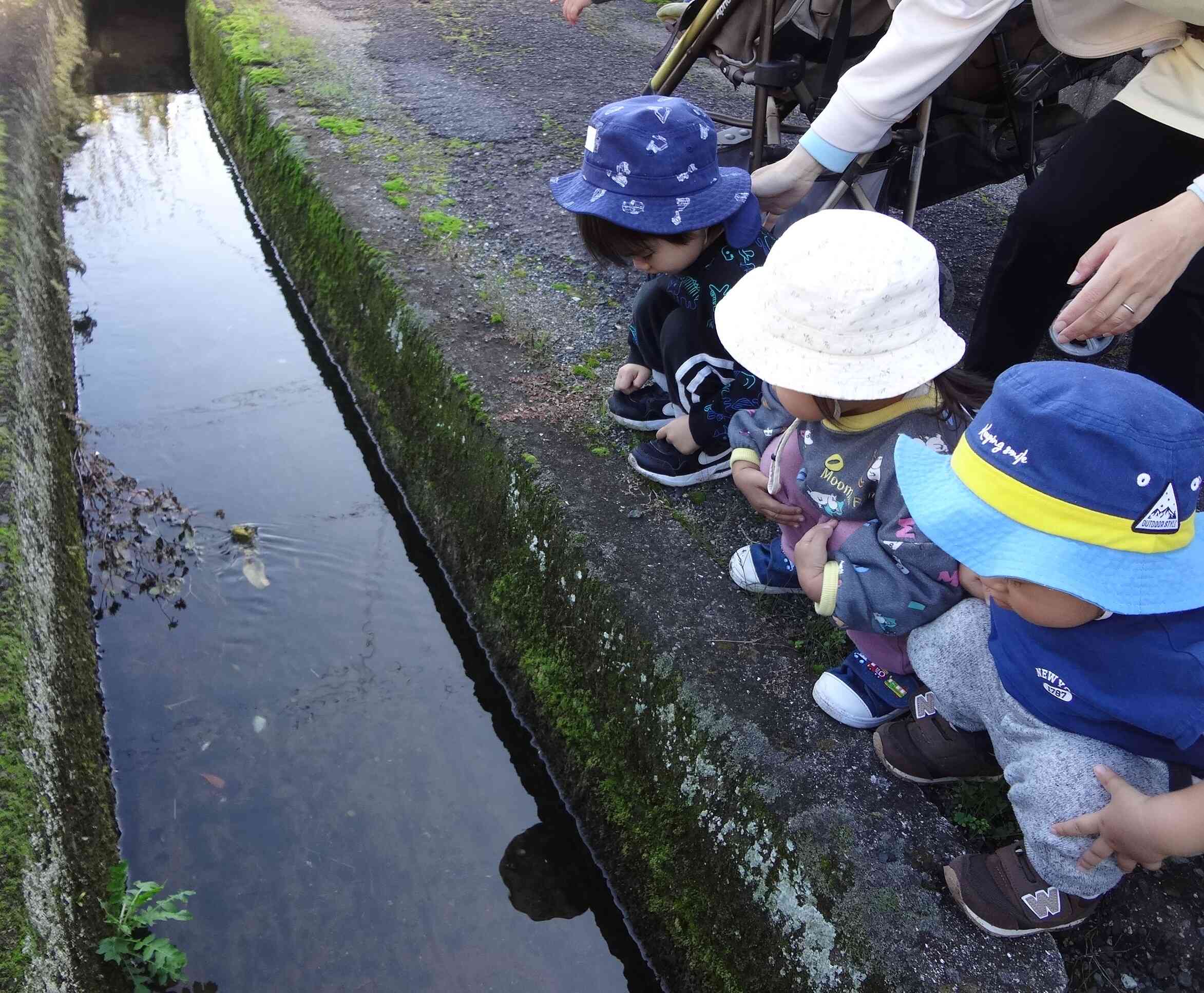 この水路には先日たくさんのザリガニがいたのですが…