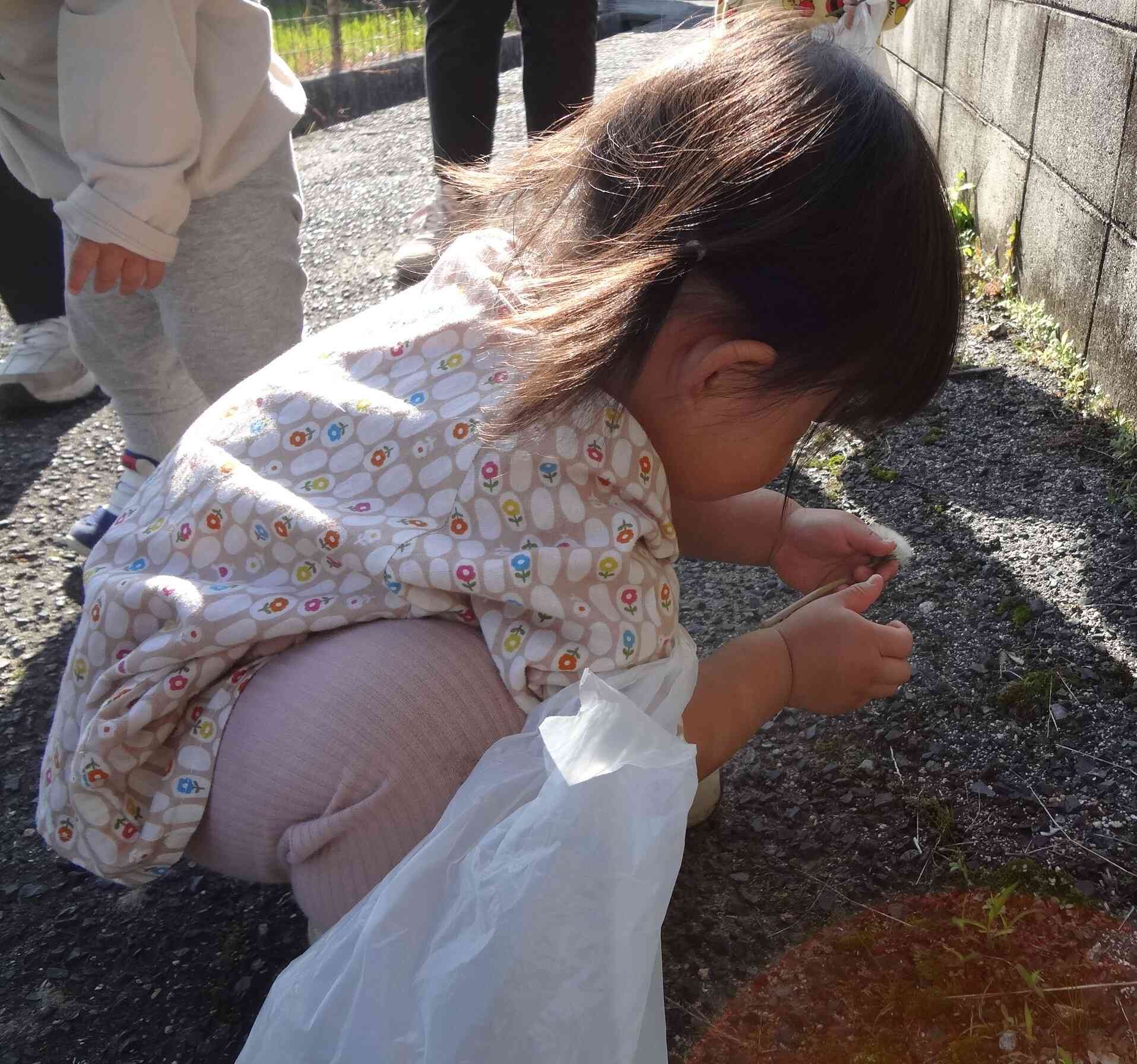 Mちゃんはタンポポの綿毛をみつけたよ！