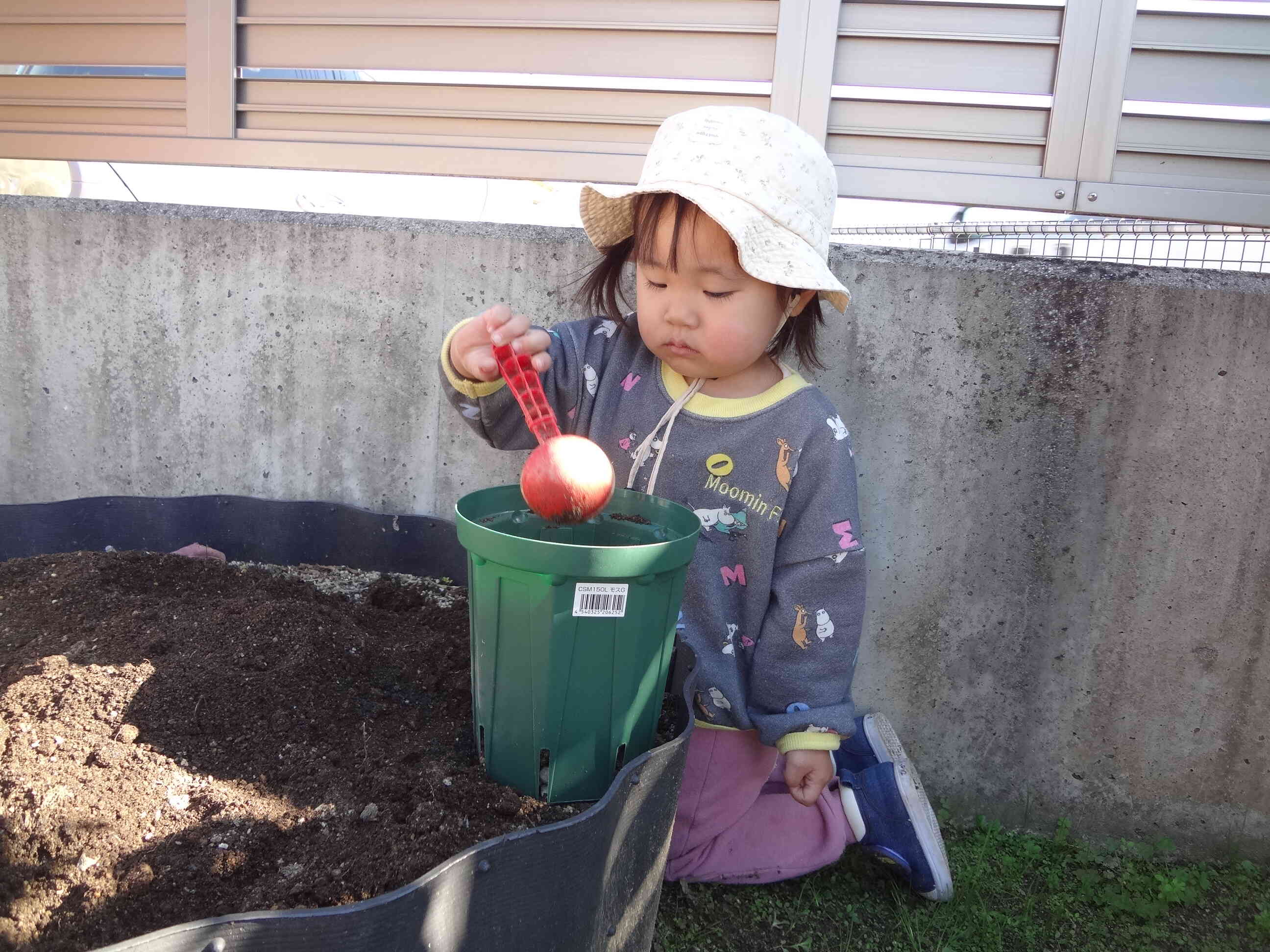 チューリップの球根を植えたよ！