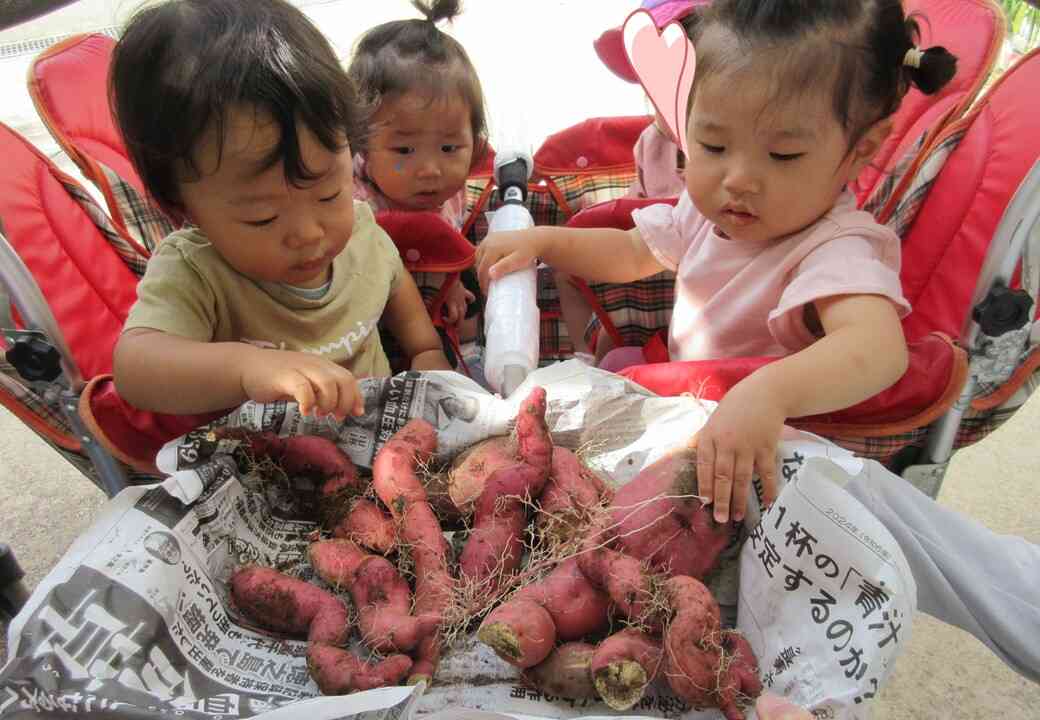 ひよこ組（0歳児）さんも取れたお芋に興味深々でした