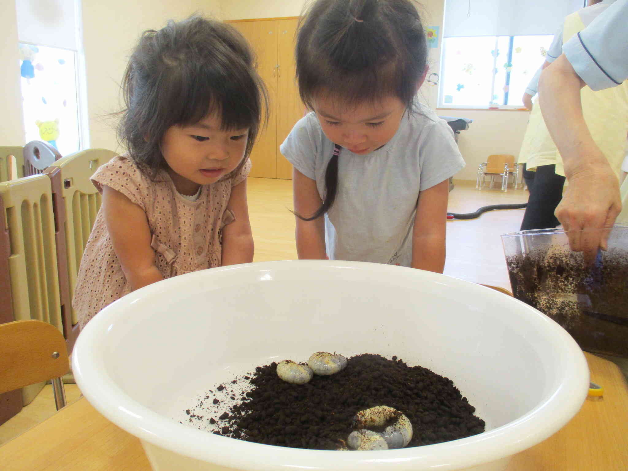 カブトムシの幼虫