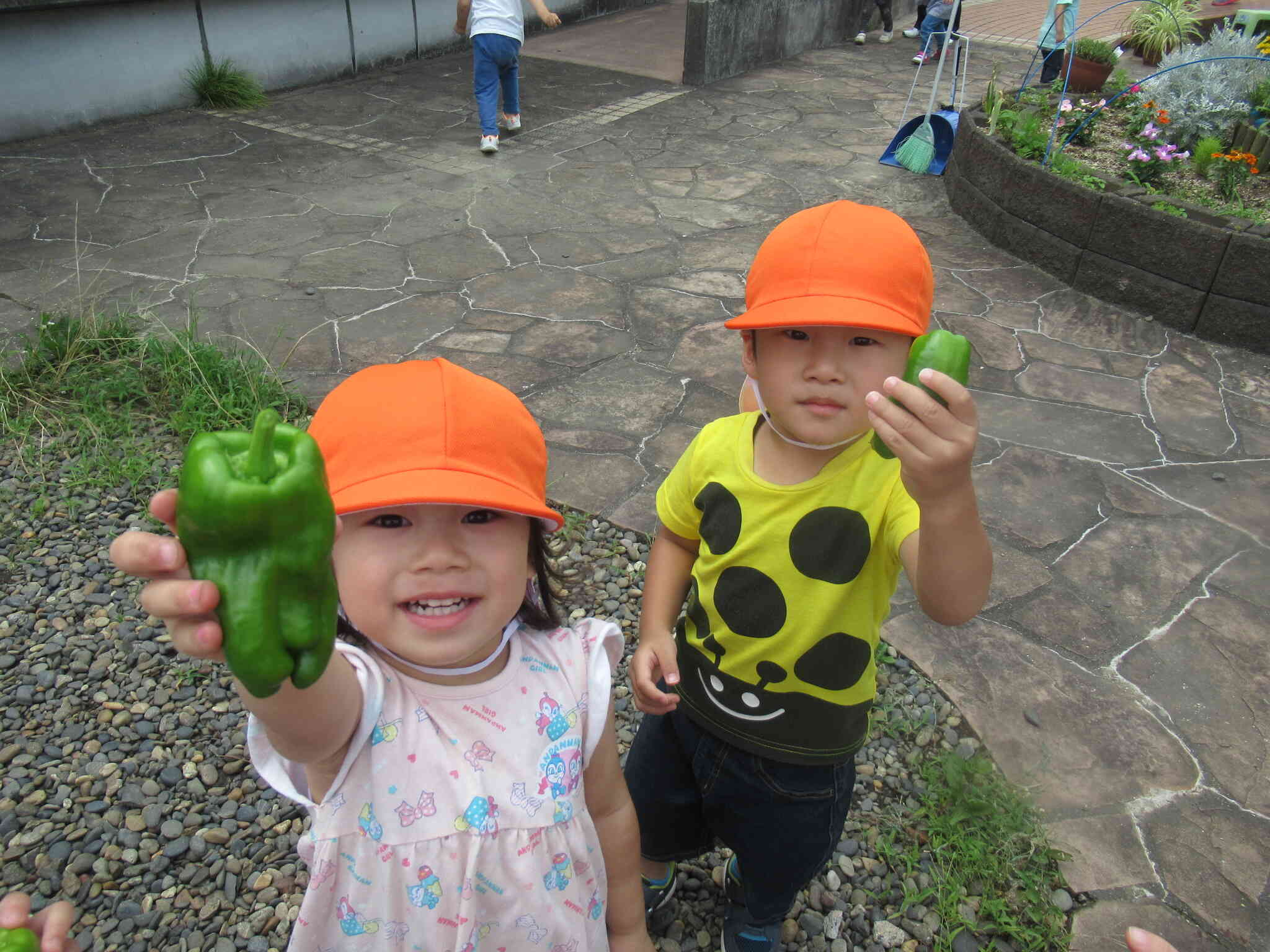 ピーマンを収穫しました♪（うさぎ組2歳児）