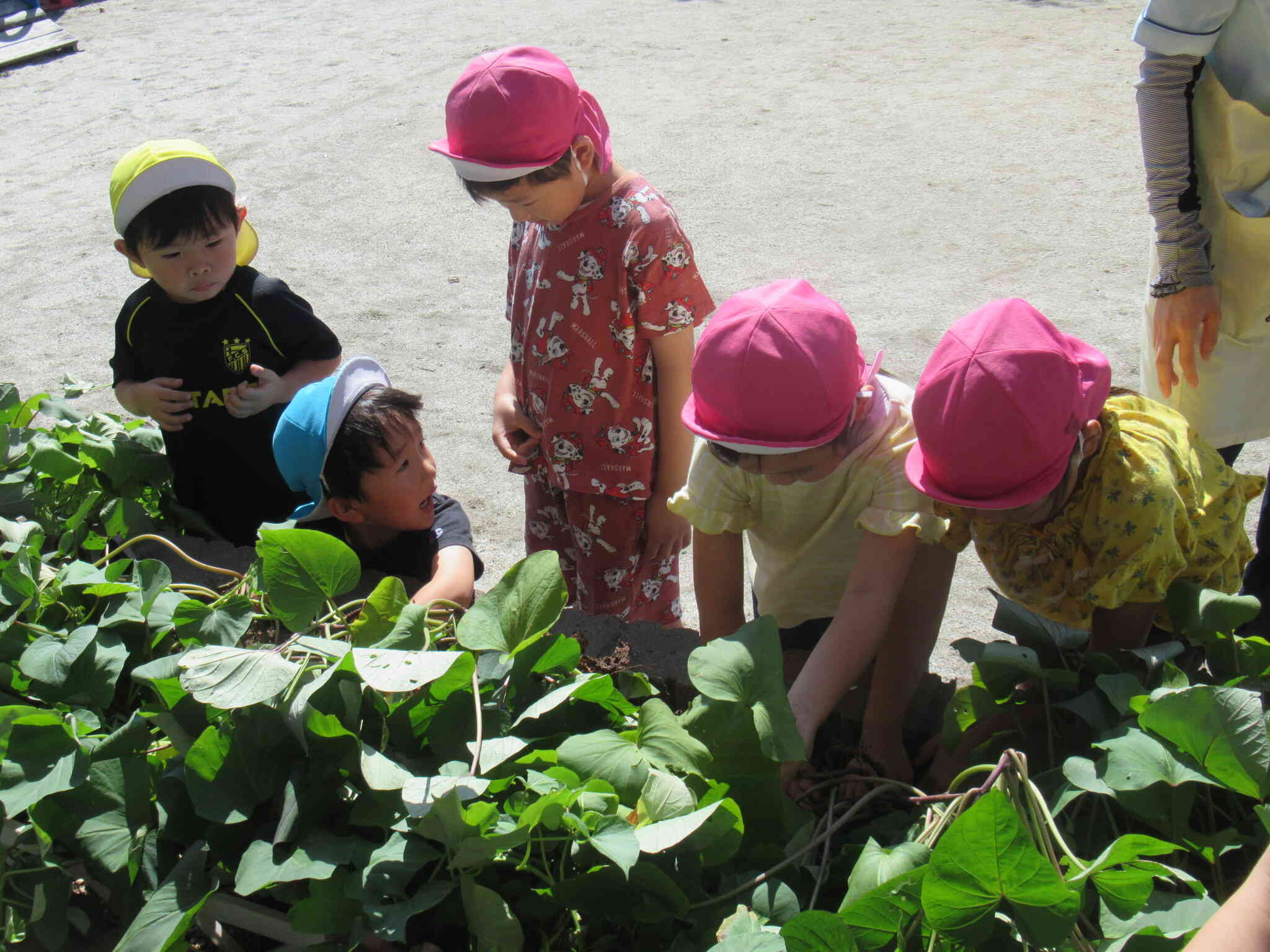 さつまいもがたくさんできました。お芋ほり頑張るぞ‼　さくら組（3.4.5歳児）