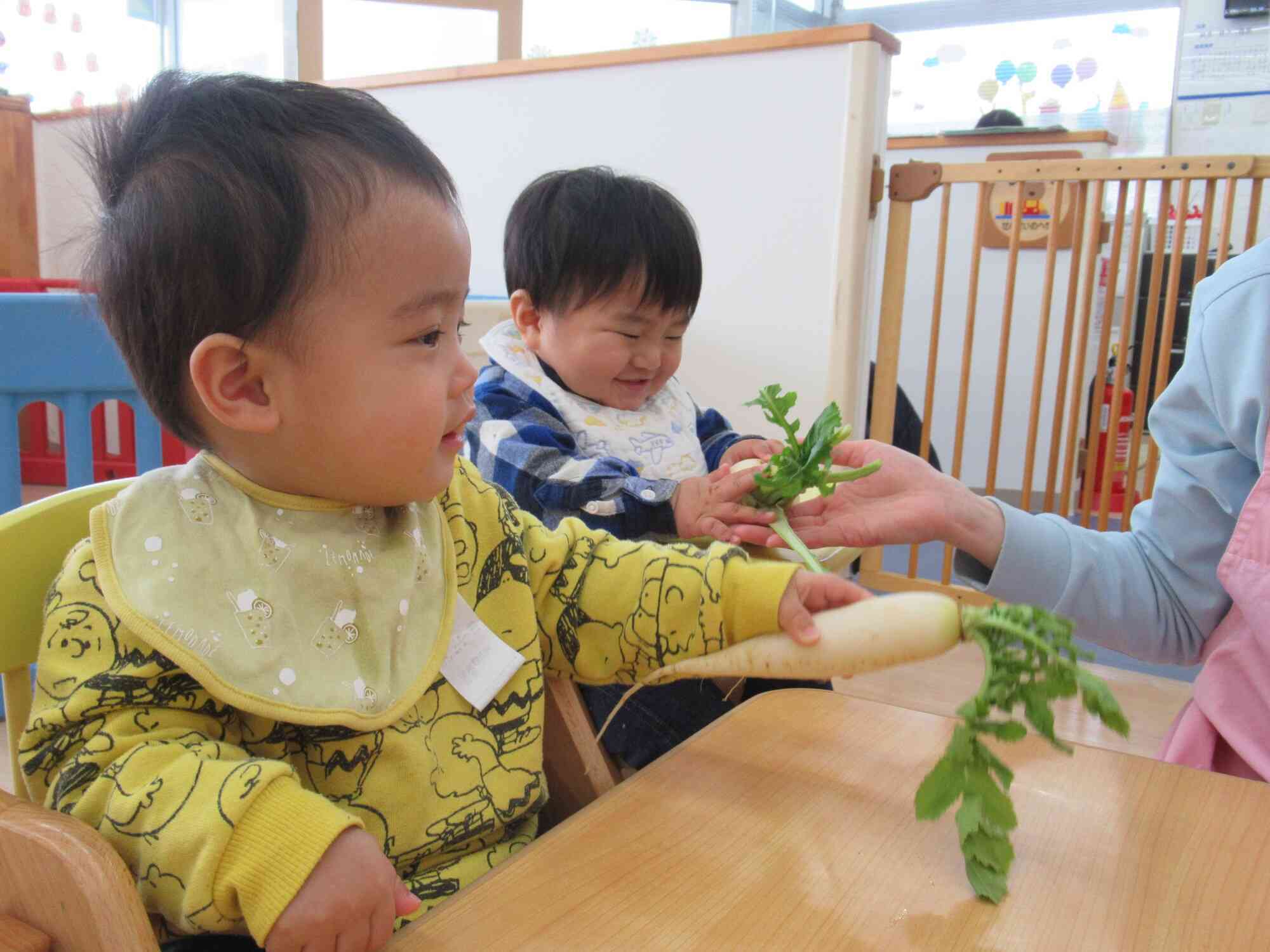 大根の葉っぱ、長いなあ