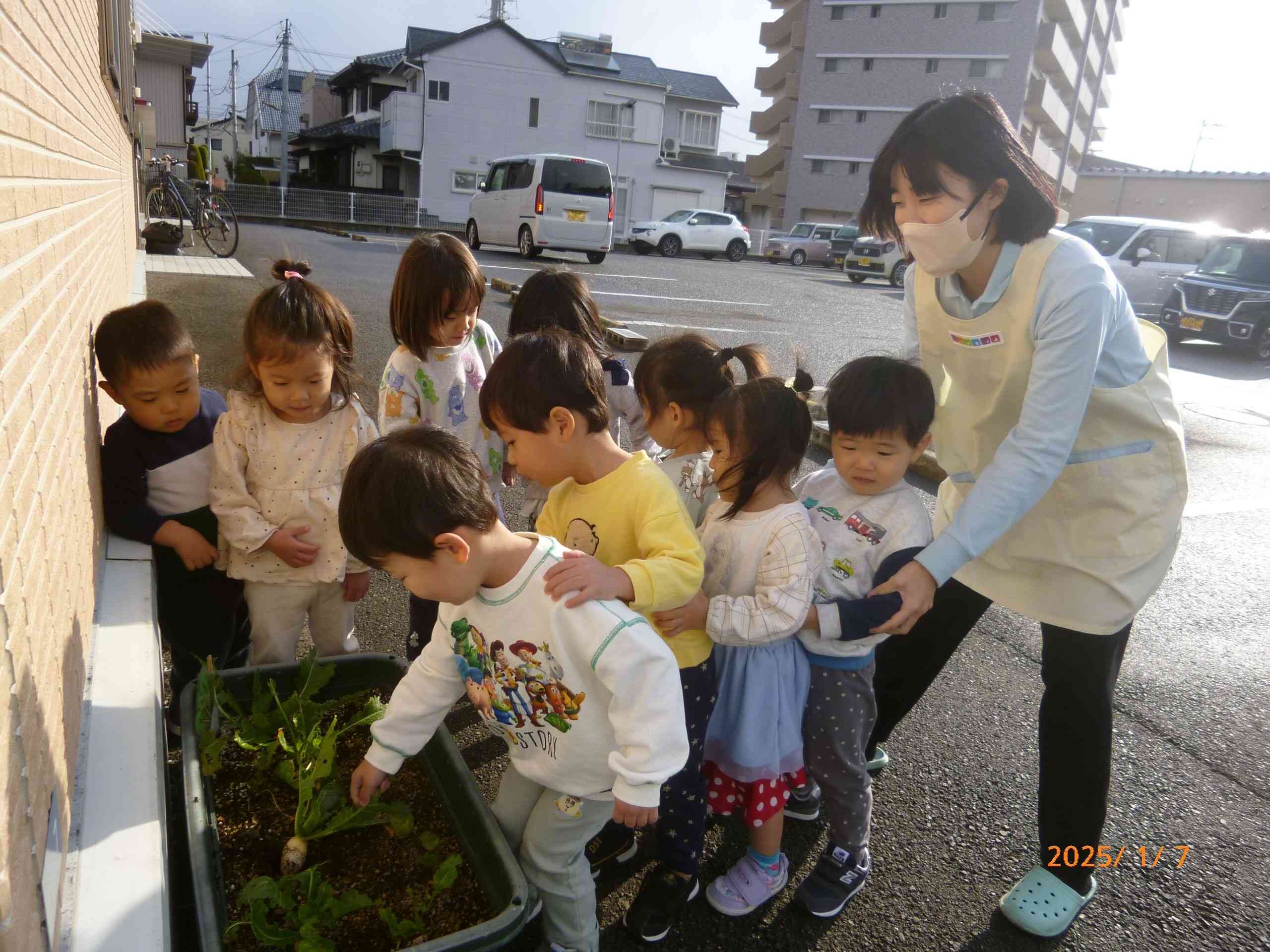 春の七草のひとつ、すずな（カブ）を収穫だ！